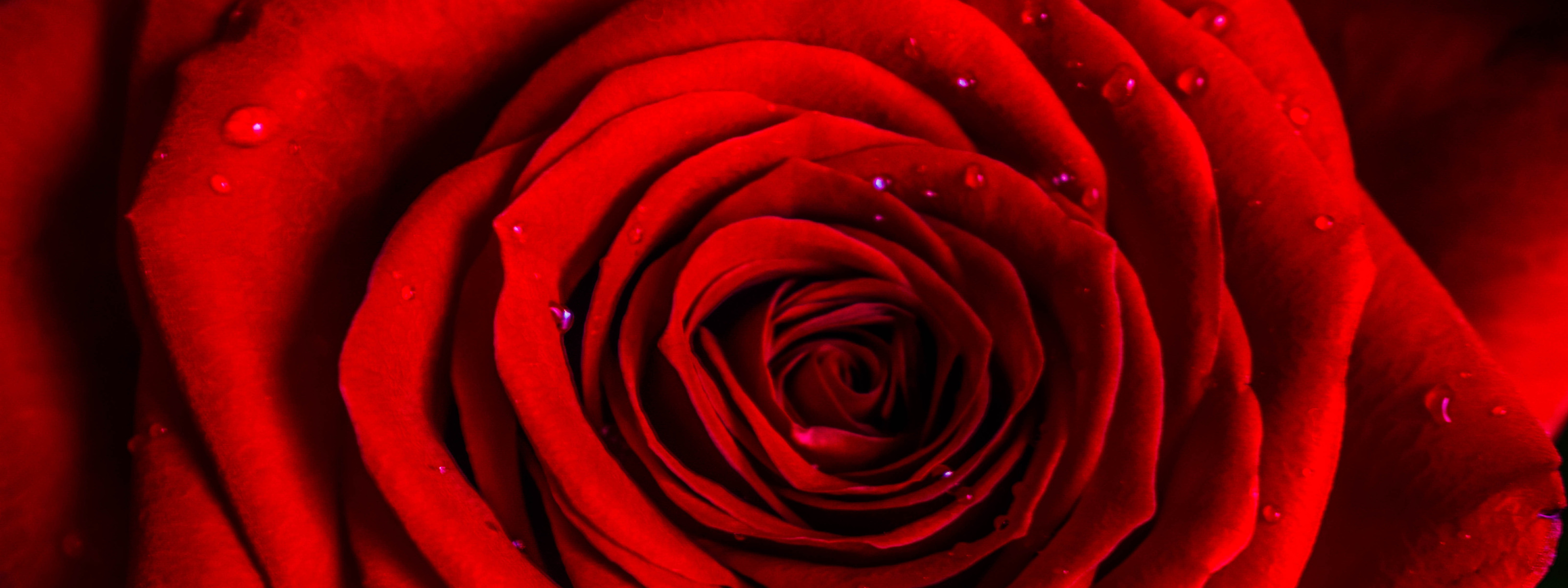 Download wallpaper drops, <b>rose</b>, <b>red</b> <b>rose</b>, section flowers in resolution 320...