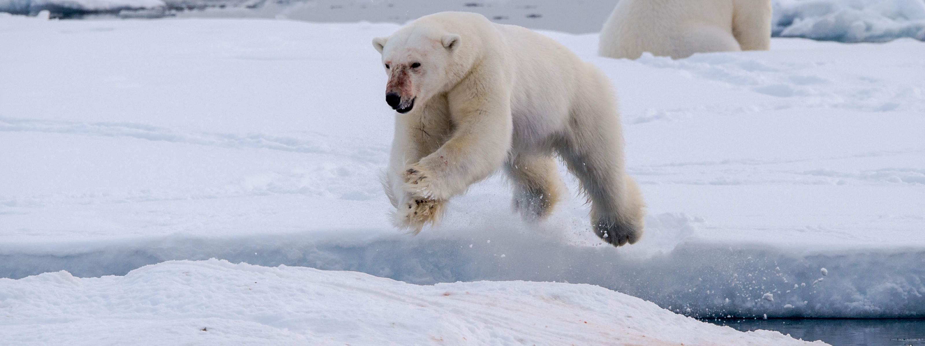 Белый медведь бег. Белый медведь бежит. Белыймедведь бежжжжит. Полярный медведь бежит. Белый медведь бегает.