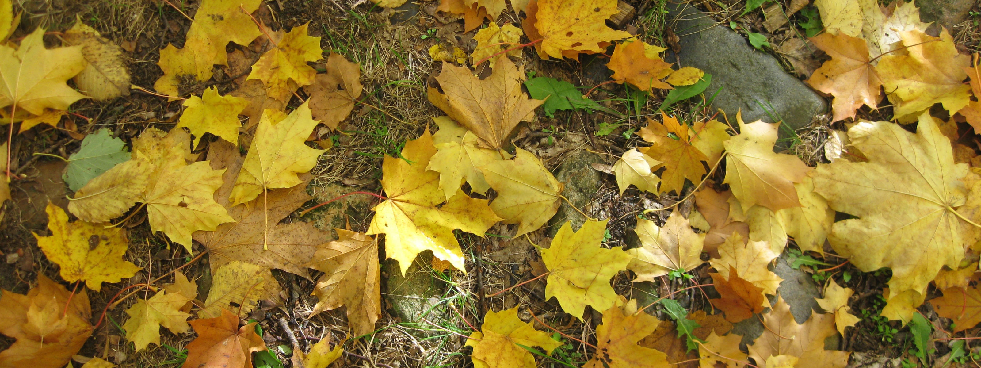 Листья желтые по краям. Старый желтый лист. Желтый лист а4. Жук похожий на пожелтевшую листву. Желтые листья740х1620.