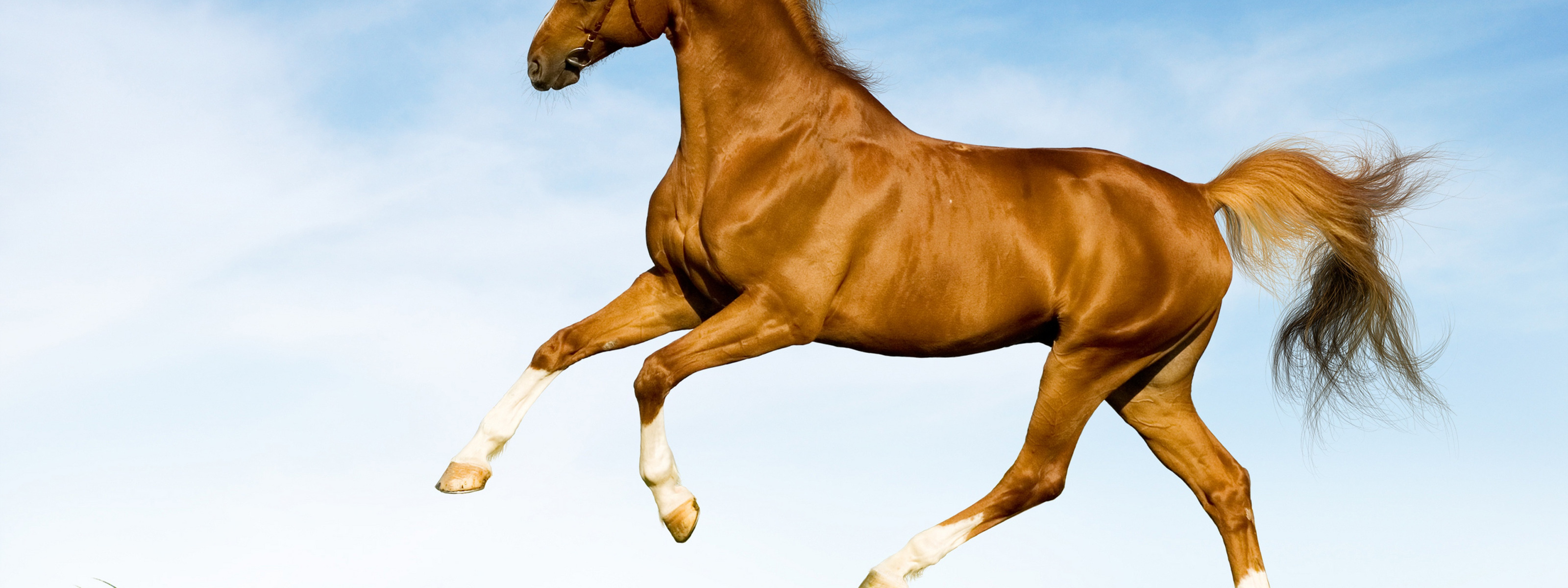 Реклама лошадок. Реклама с лошадью. Визитка лошадь. Баннер с лошадьми. Фон кони.