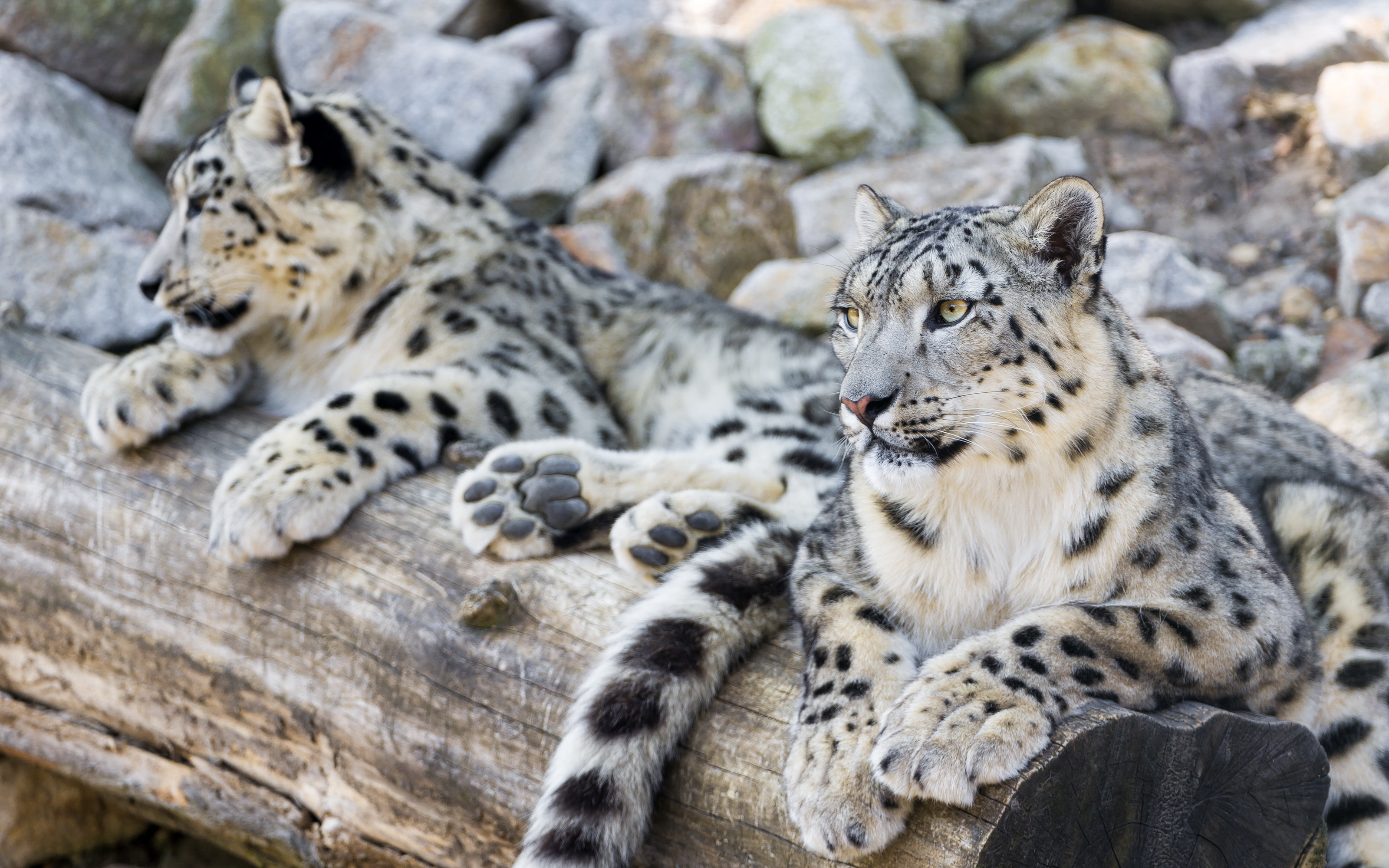 Сколько живут снежные барсы. Снежный Барс Ирбис. Снежный Барс Ирбис семья. Снежный Барс леопард Snow Leopard Ирбис. Снежный Барс Кисловодск.