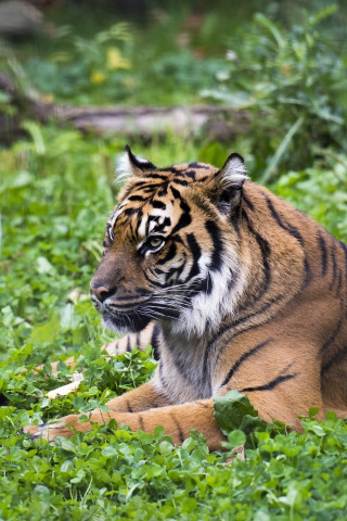 tiger, stay, predator, lies, wild cat