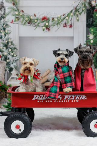 dogs, Christmas, gifts, New year, truck, tree, trio, decoration