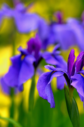 petals, garden, flowerbed, iris