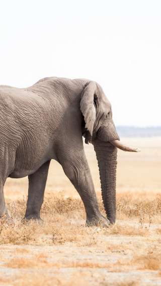 nature, elephant, Africa