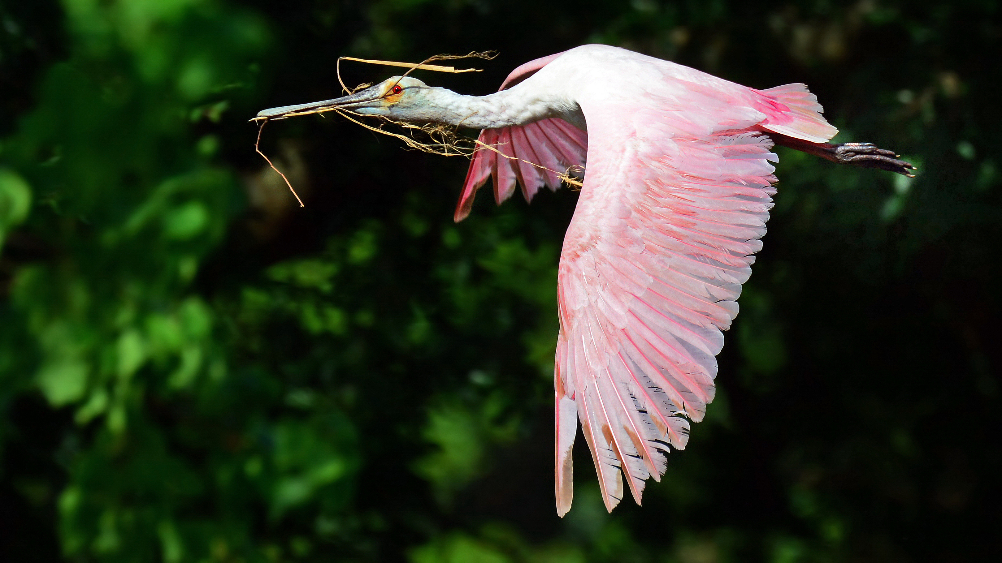 У парящих птиц большие крылья. Розовая колпица Крылья. Колпица Ибис. Птицы с красивыми крыльями. Симметрия птиц.