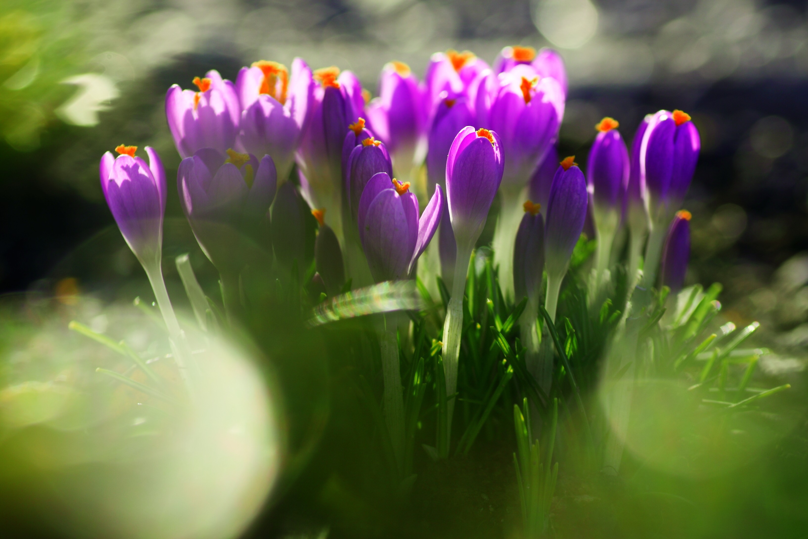 Цветы весной видео. Цветы крокусы первоцветы. Крокус фиолетовый первоцвет. Крокусы тюльпаны подснежники. Первоцветы тюльпаны.