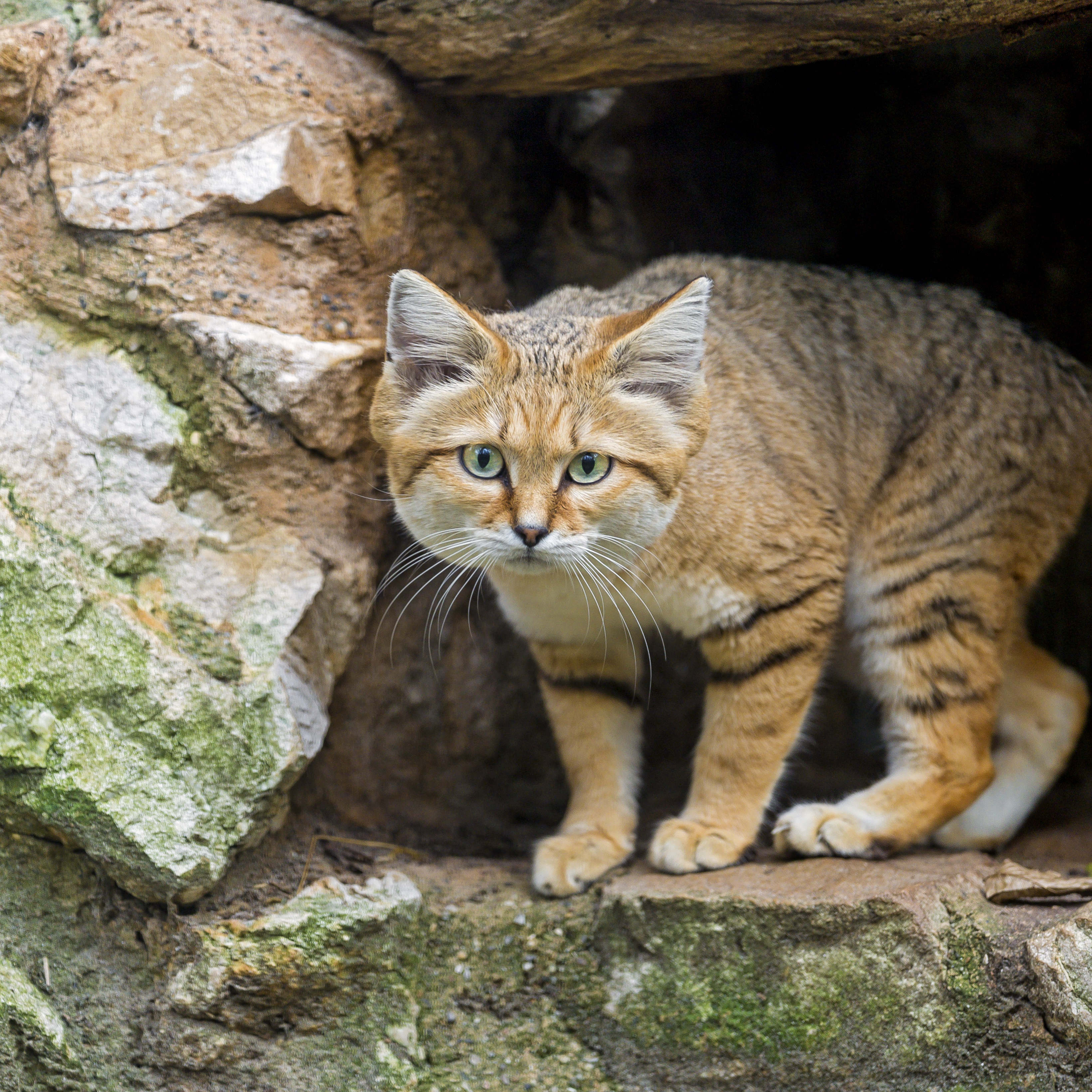 Все Виды Диких Кошек Фото