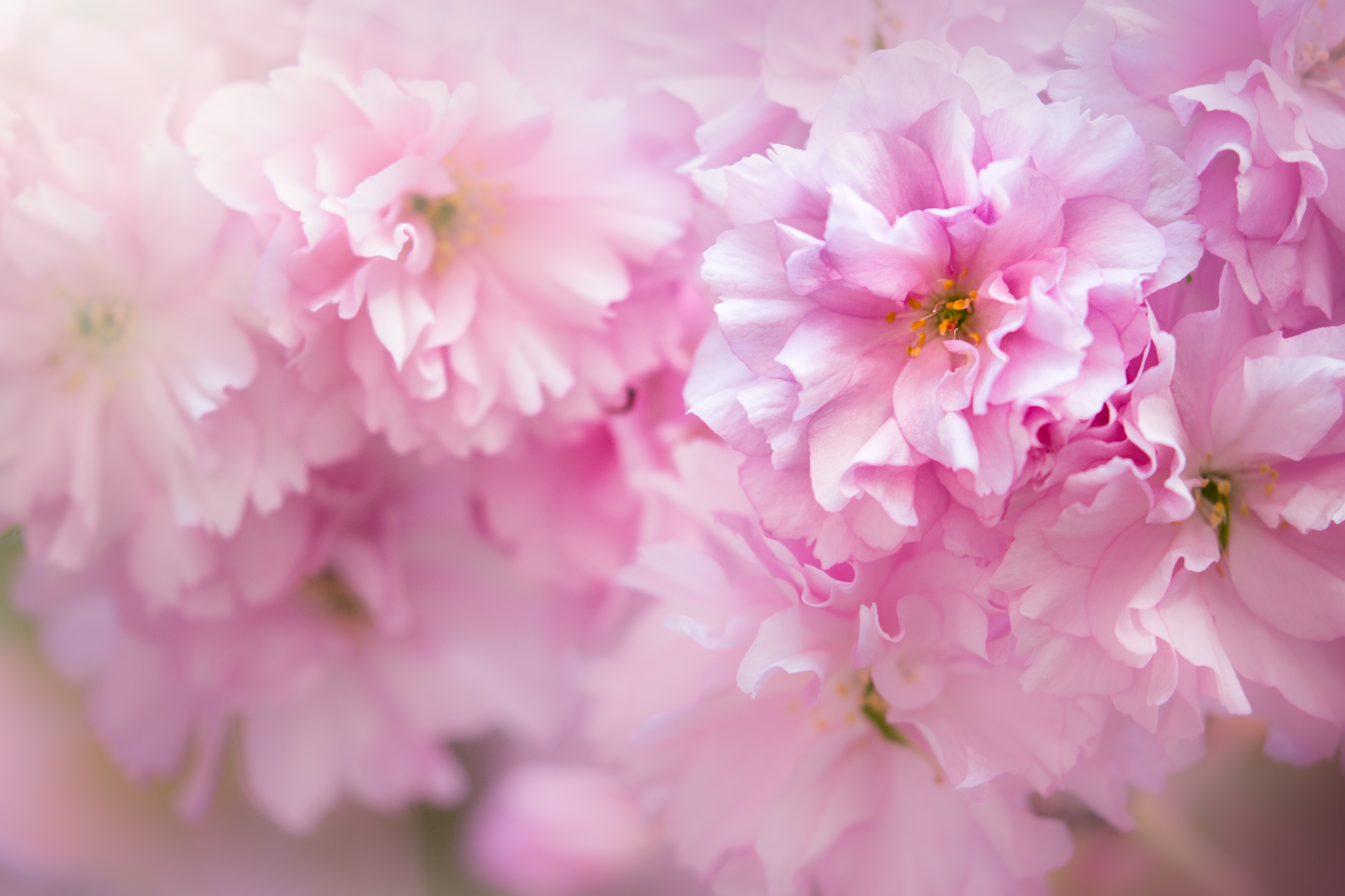 Нежная сакура. Розовые цветы. Бледно розовые цветы. Нежно розовые цветы. Нежные весенние цветы.
