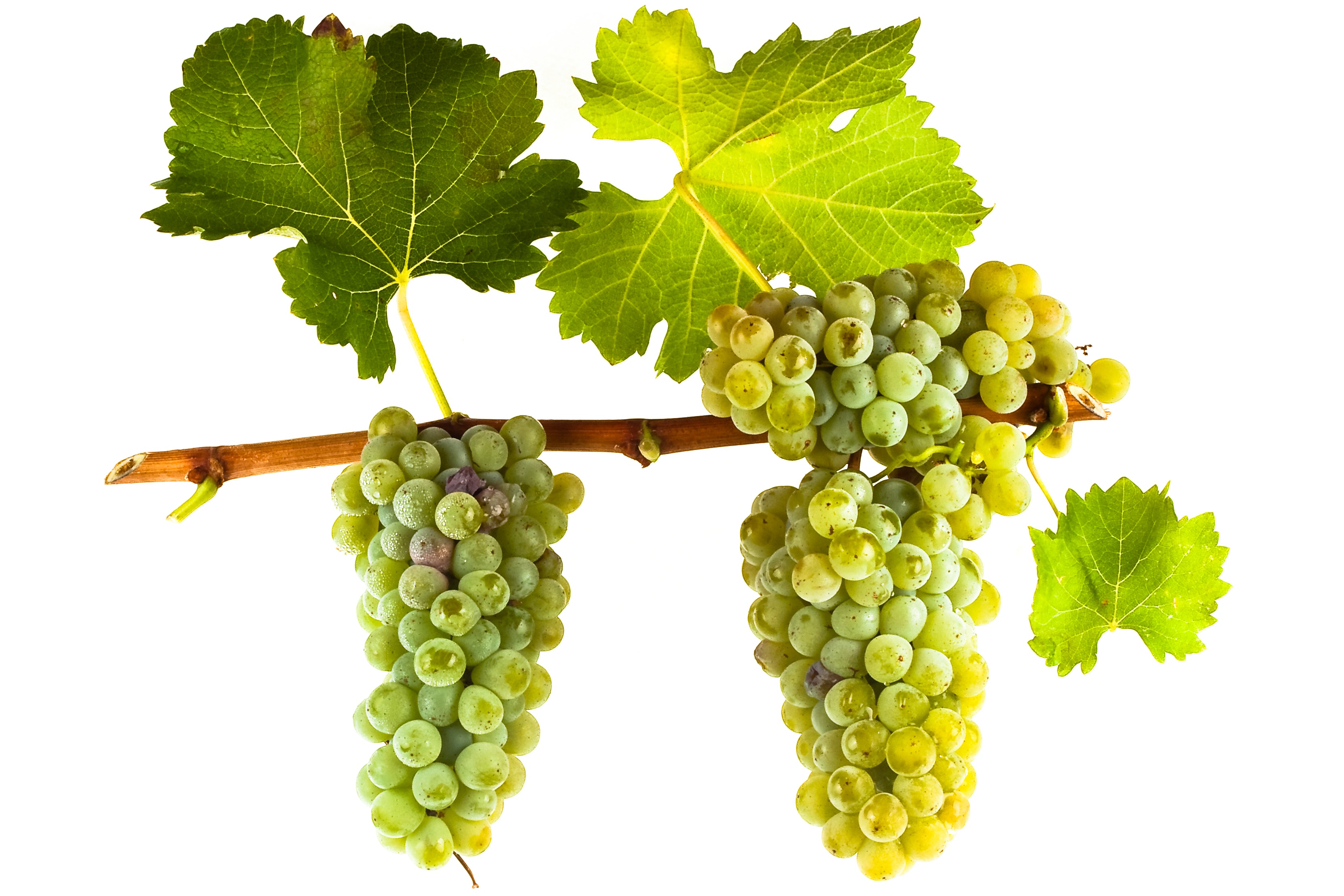 Виноград вино 7 букв. Совиньон Блан сорт винограда. Шенен Блан виноград. Виноград Совиньон белый. Совиньон Блан сорт винограда виноградники.