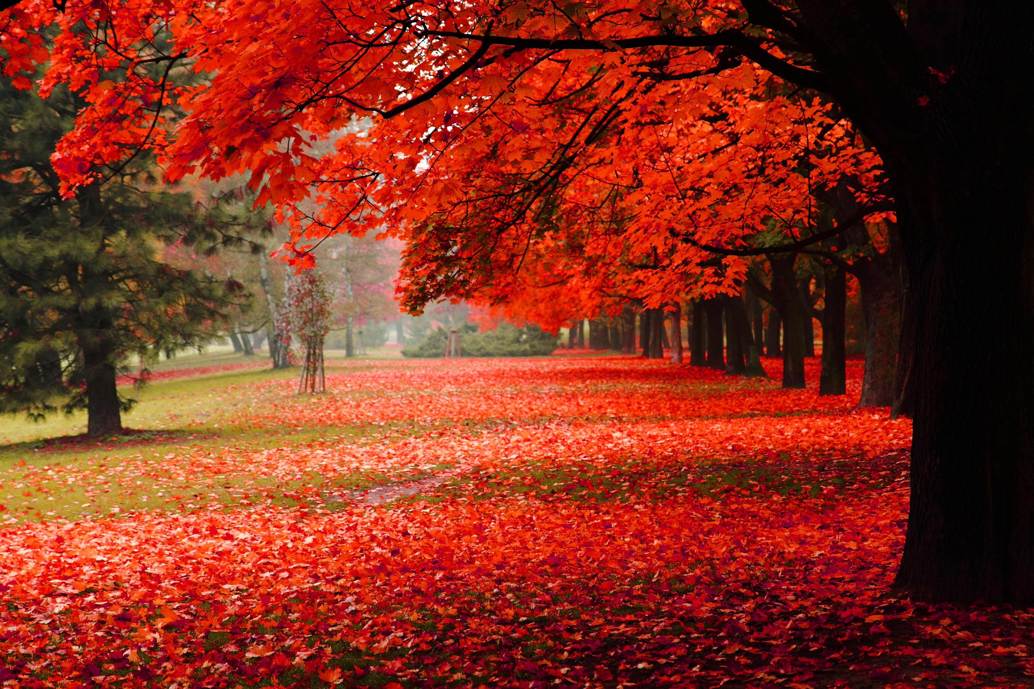 Red scene. Осень. Красивая осень. Багряная осень. Осенние обои.