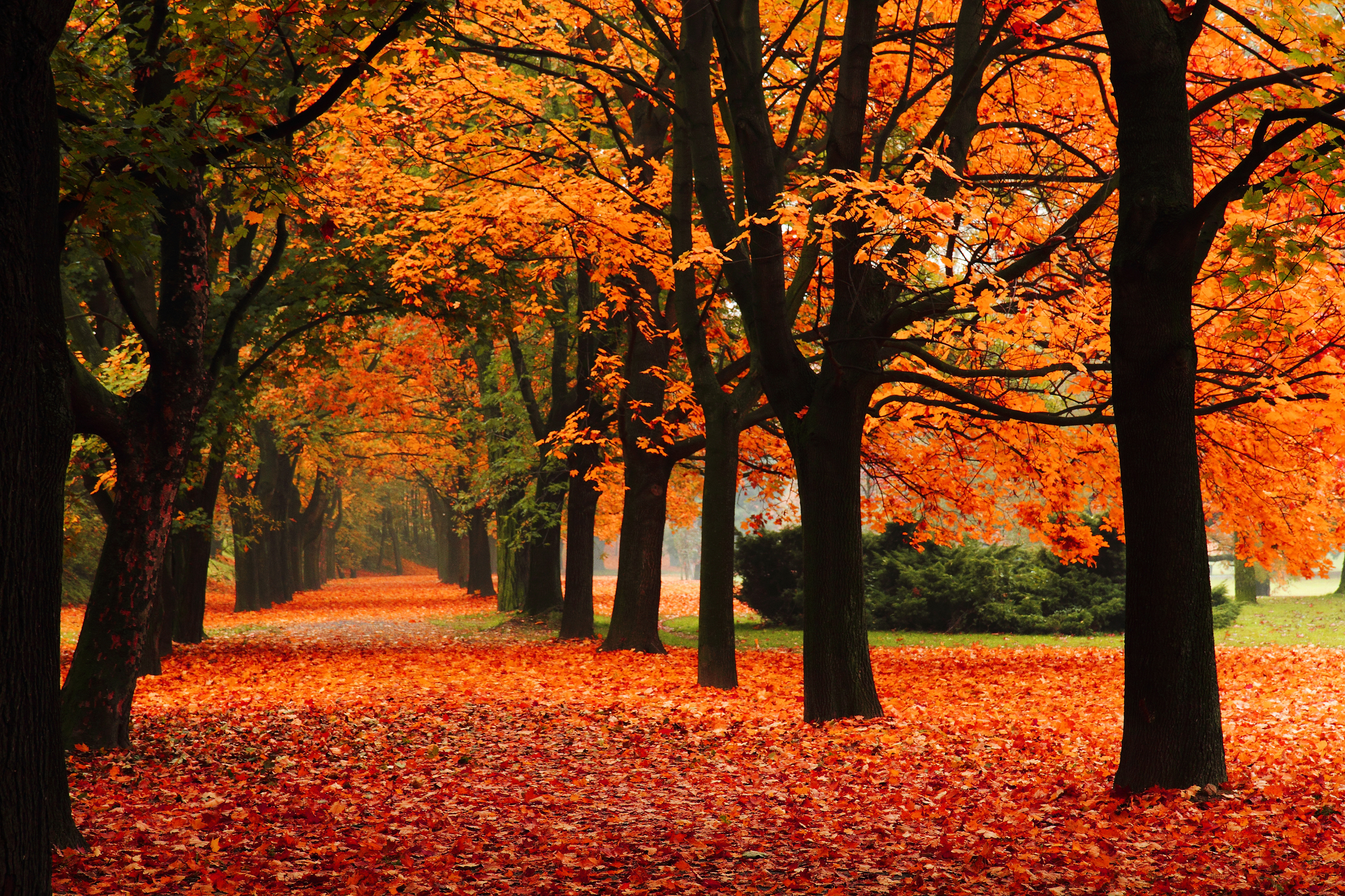 Осень. Кленовая аллея парк. Осенний парк. Красивая осень. Осенний листопад.