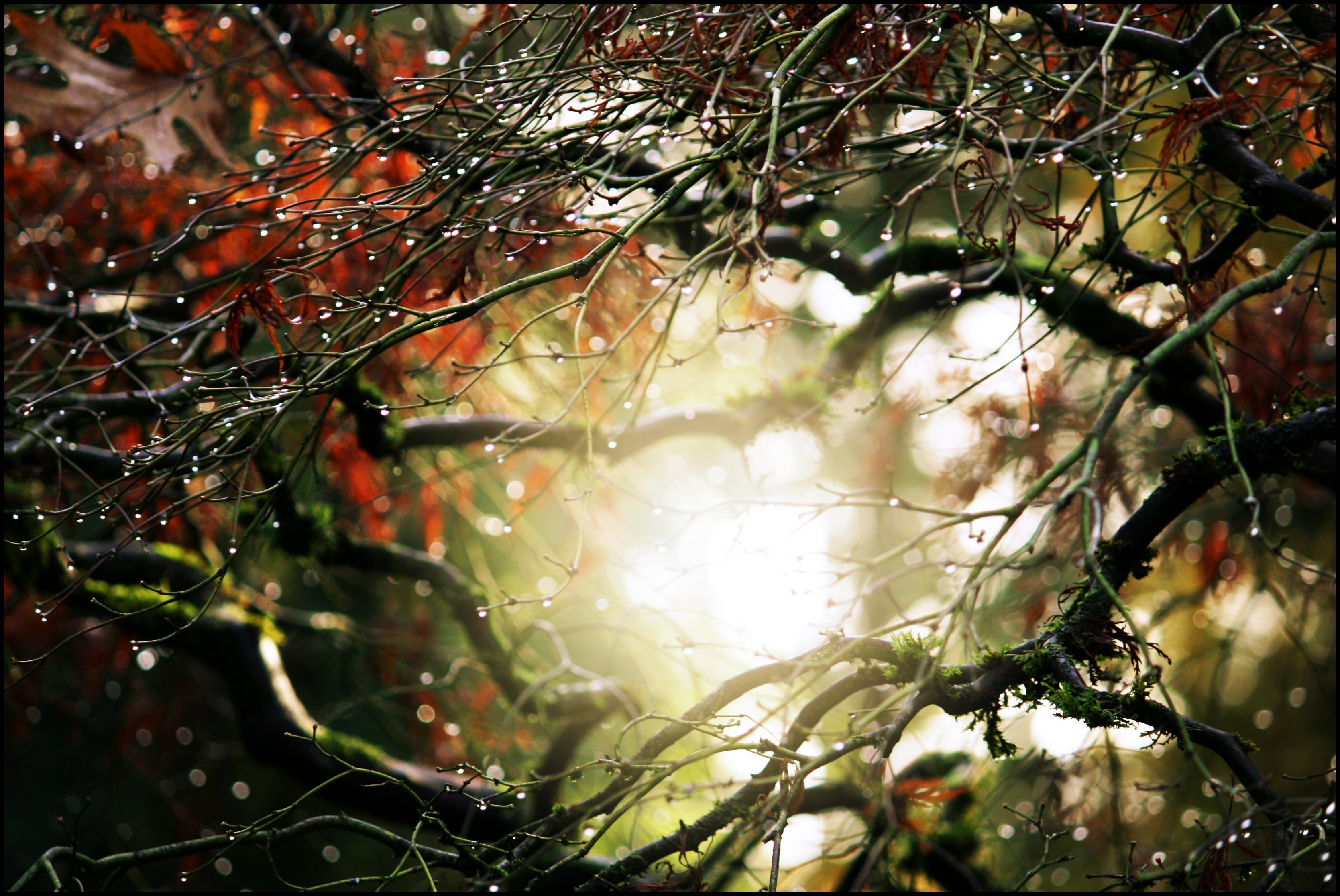 Лучик солнца блеснул из за леса. Дождь в осеннем лесу. Лес ветки. Капли дождя на деревьях. Осенние капли дождя.