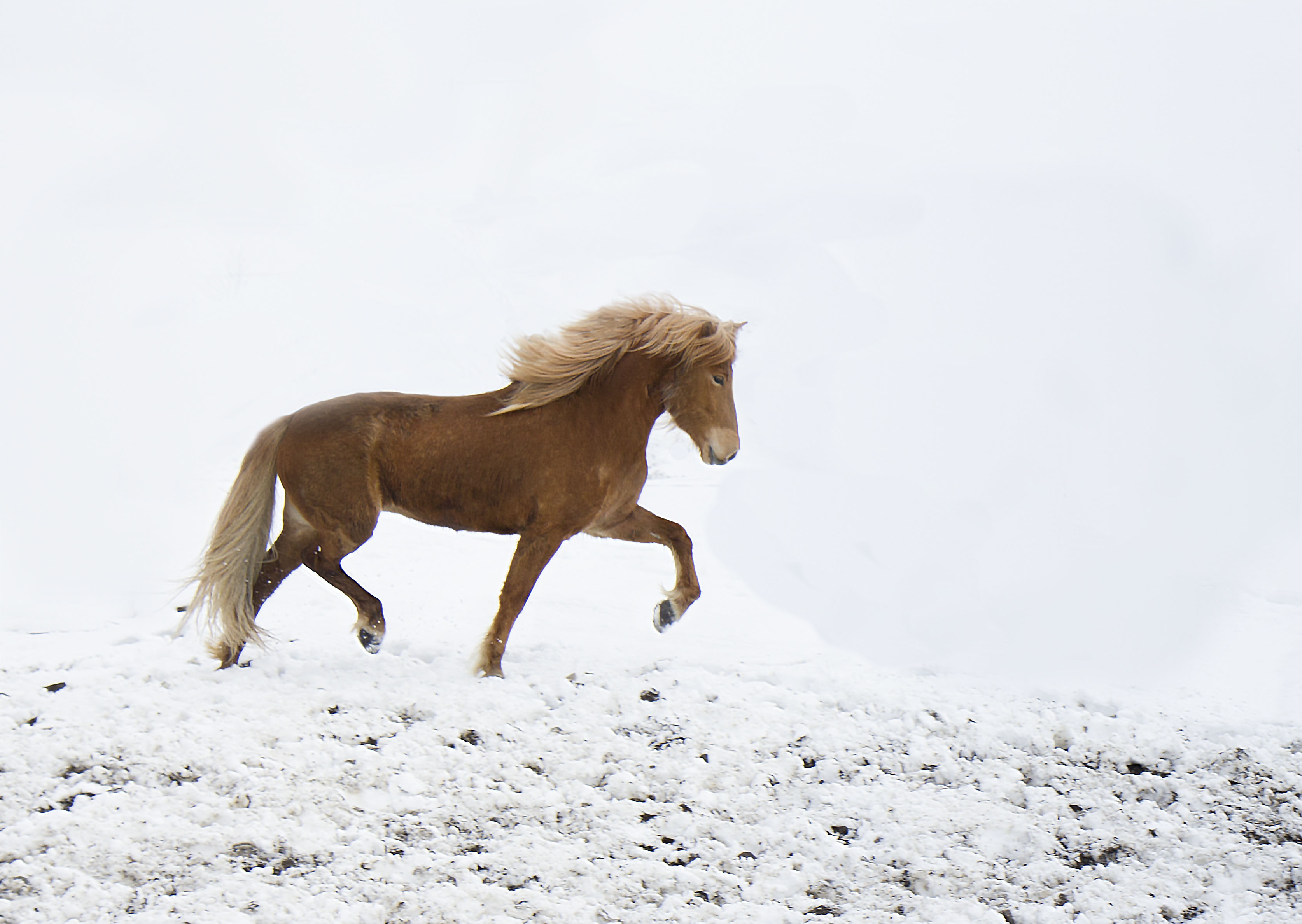 Дальше лошадка. Лошади. Обои лошади. Лошади в снегу. Лошади зимой.
