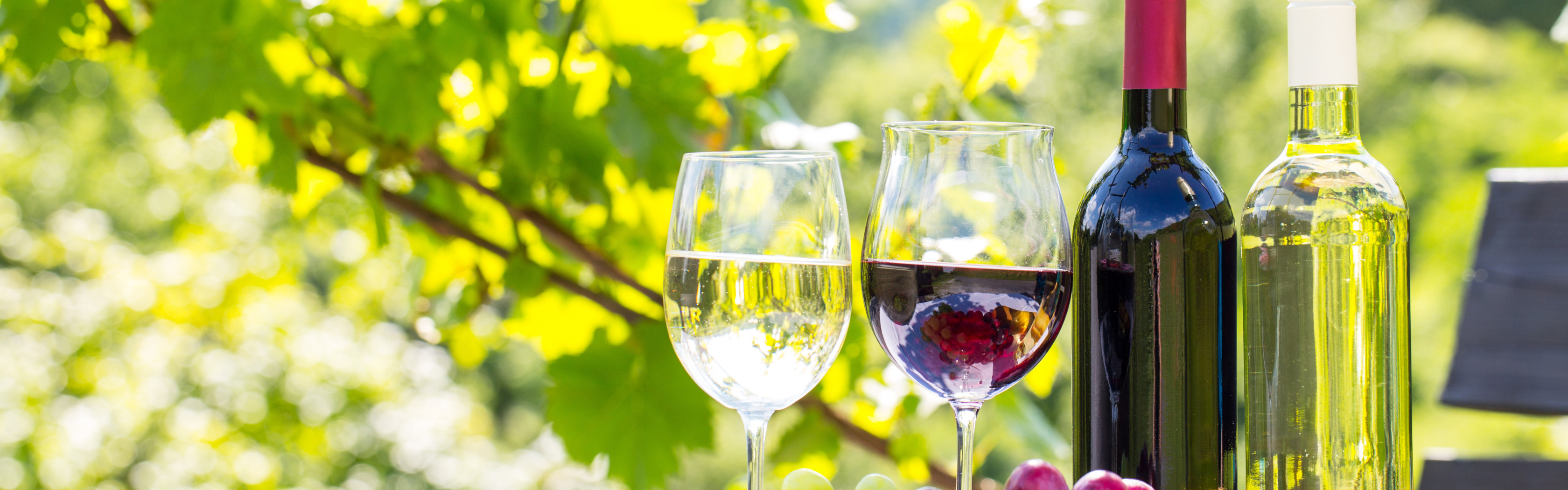 виноград каберне совиньон. вино и осенние листья. белое вино. вино и сыр. винный лист.