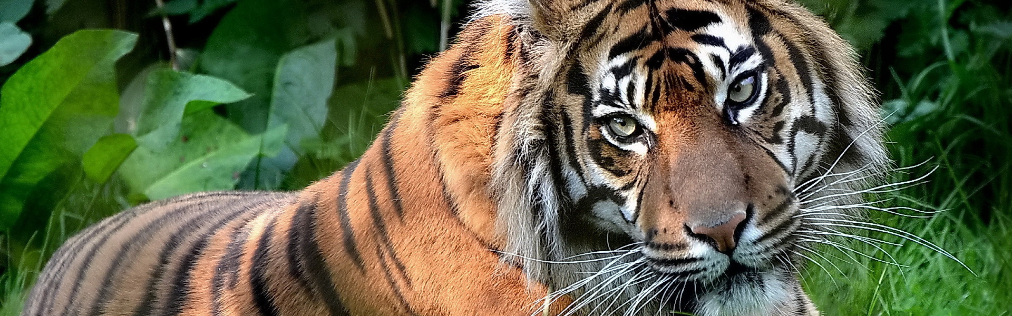 Тигр в траве. Тигр в травке. Тигр 640x360. Тигр в траве рисунок.