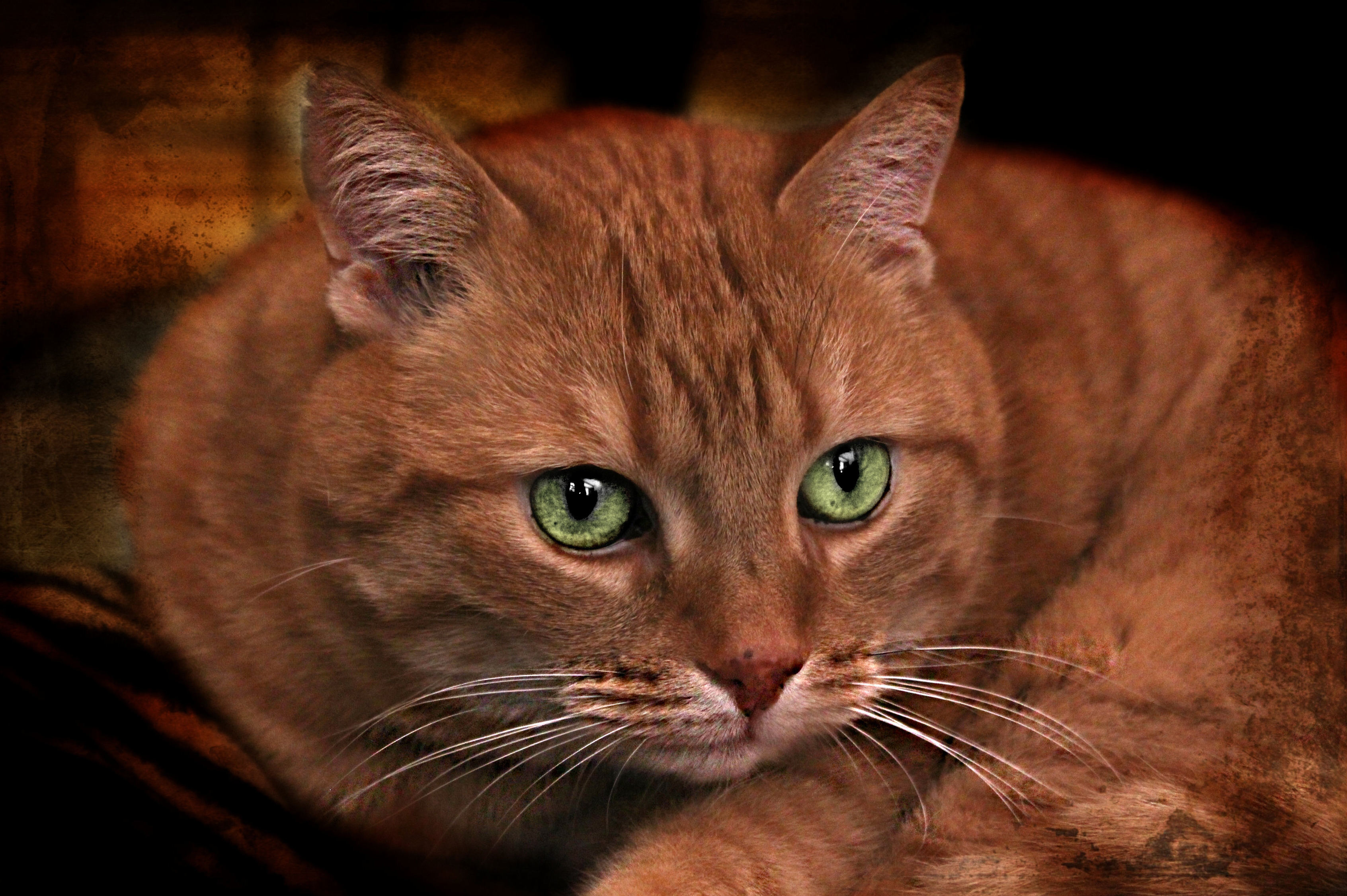Покажи red cat. Рыже коричневый кот. Рыжий кот с зелеными глазами. Рыже коричневая кошка. Рыжая кошка с зелеными глазами.