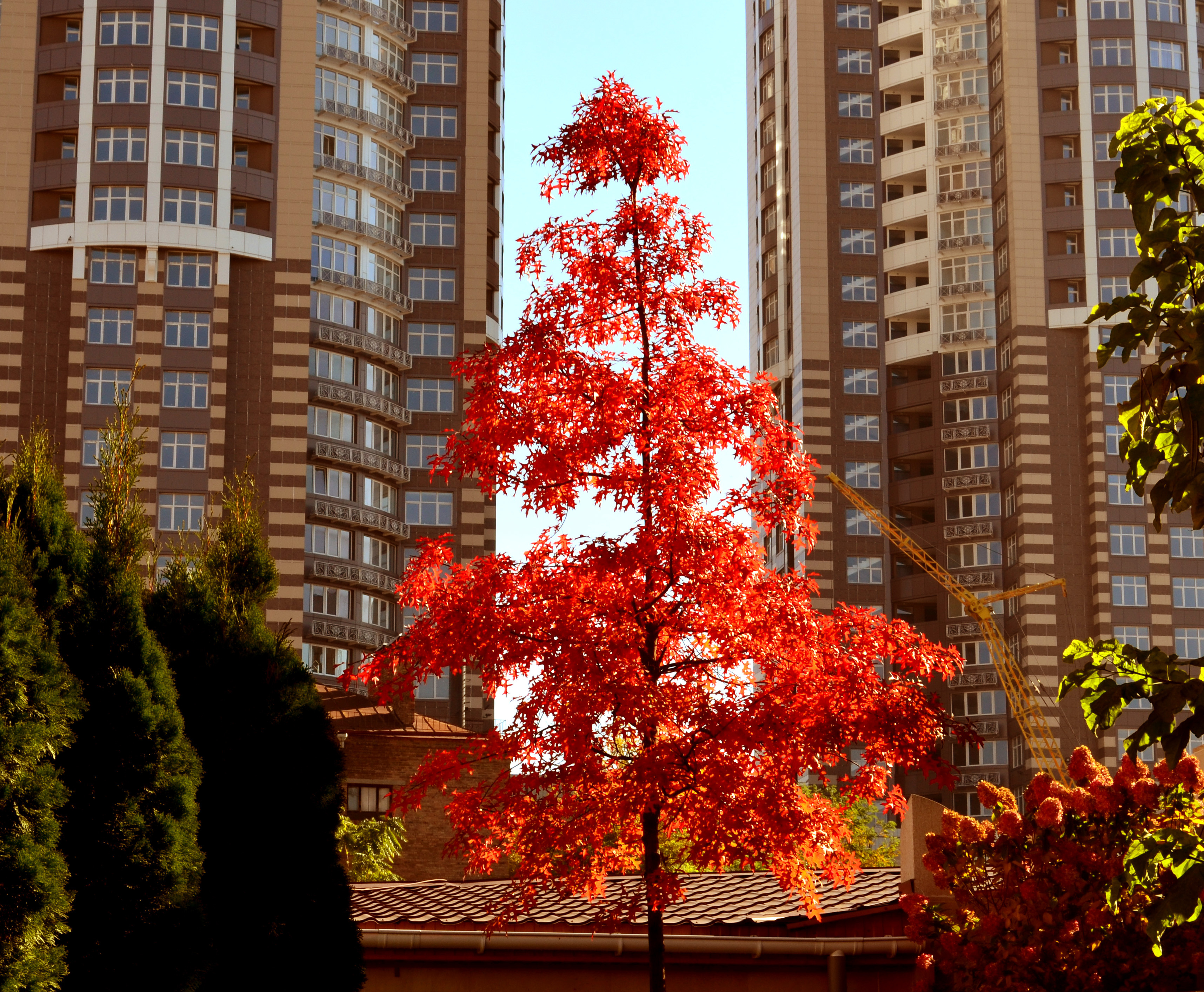 Жизнь деревьев в городе. Деревья в городе. Осенние деревья в городе. Осень многоэтажки. Красивые деревья в городе.