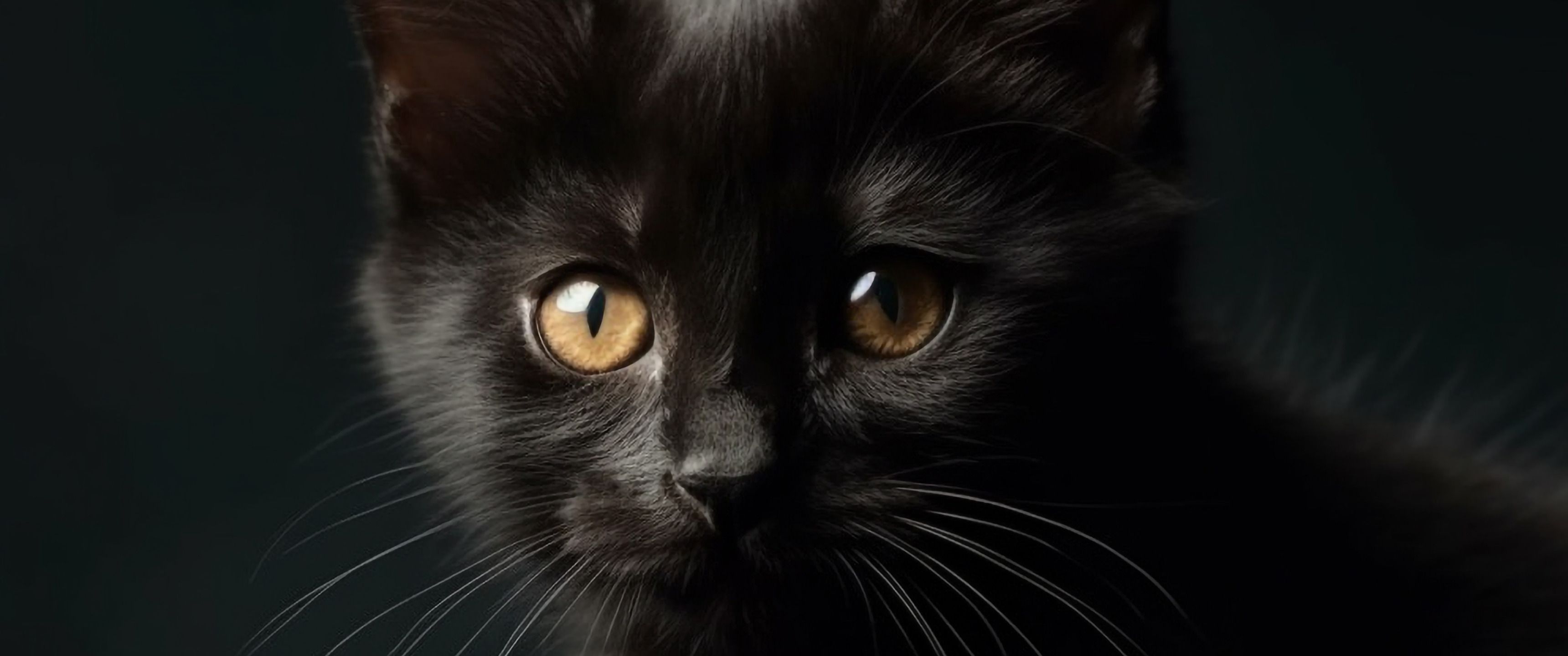 Download wallpaper Look, Cat, Black, Cat, Eyes, Face, The dark ...