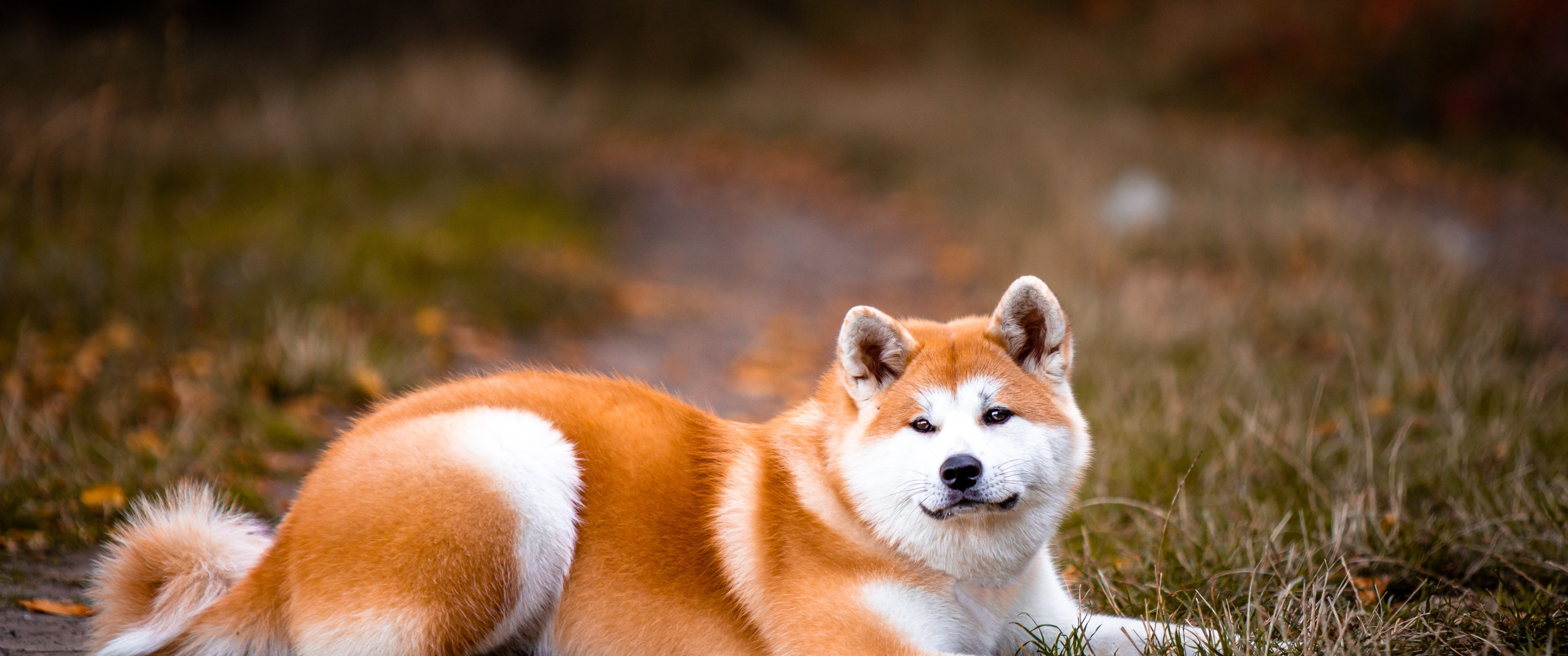 Download wallpaper dog, lies, red, Akita inu, Akita, section dog in