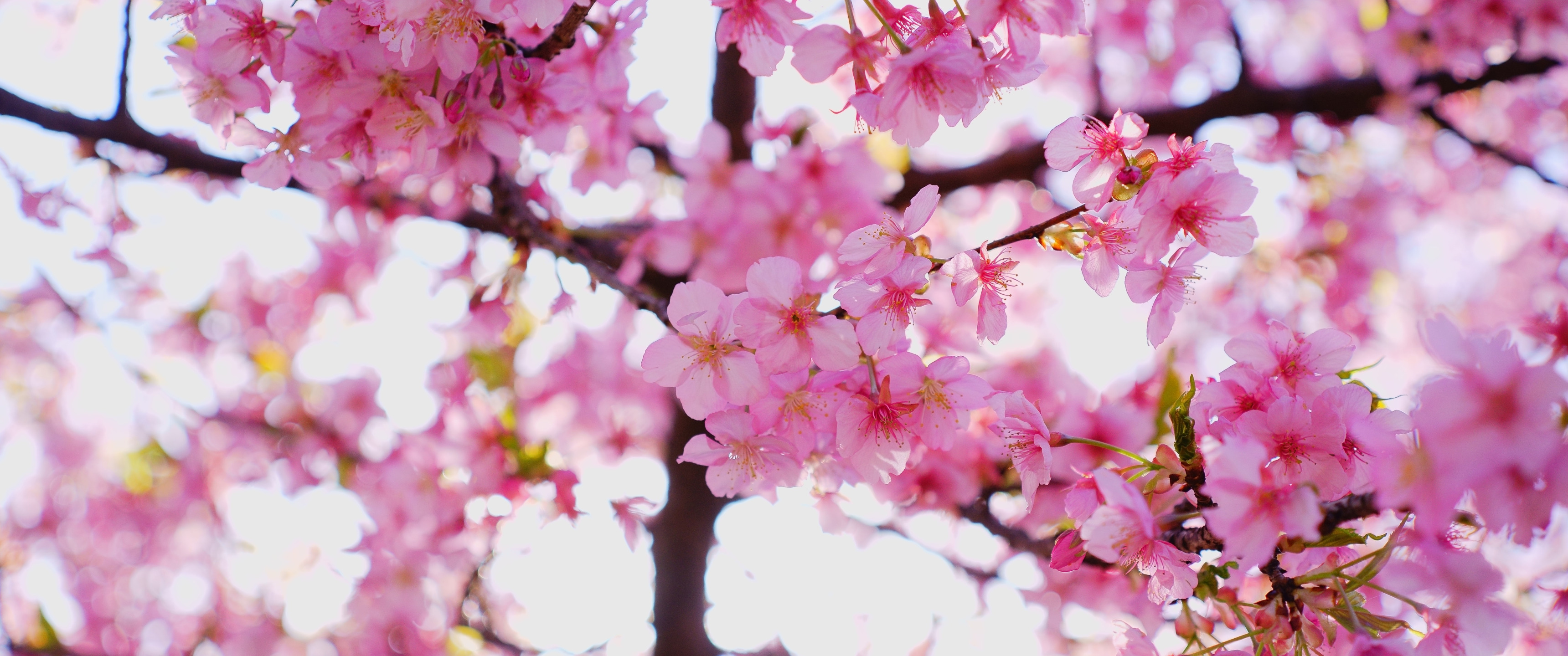 Download wallpaper light, flowers, branches, cherry, background 