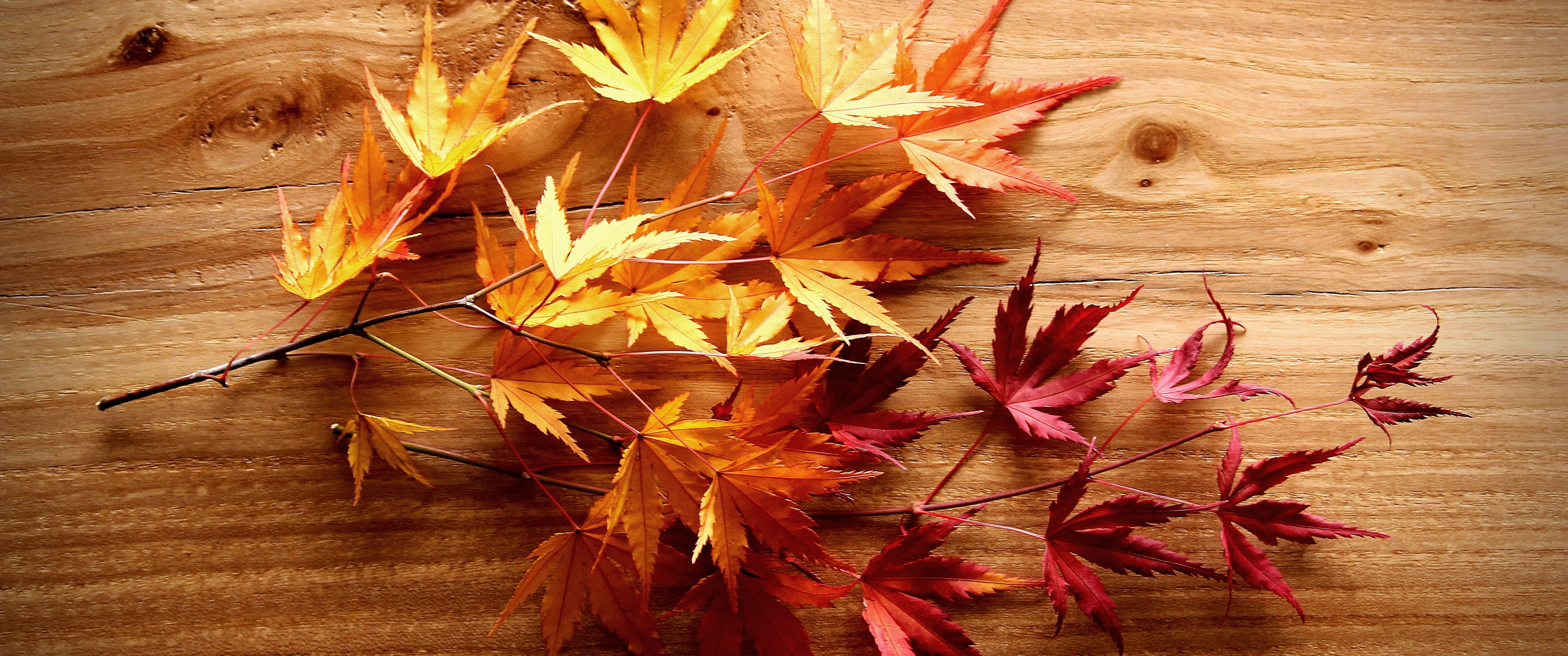 leaves, background, tree, branch, Board, red-yellow