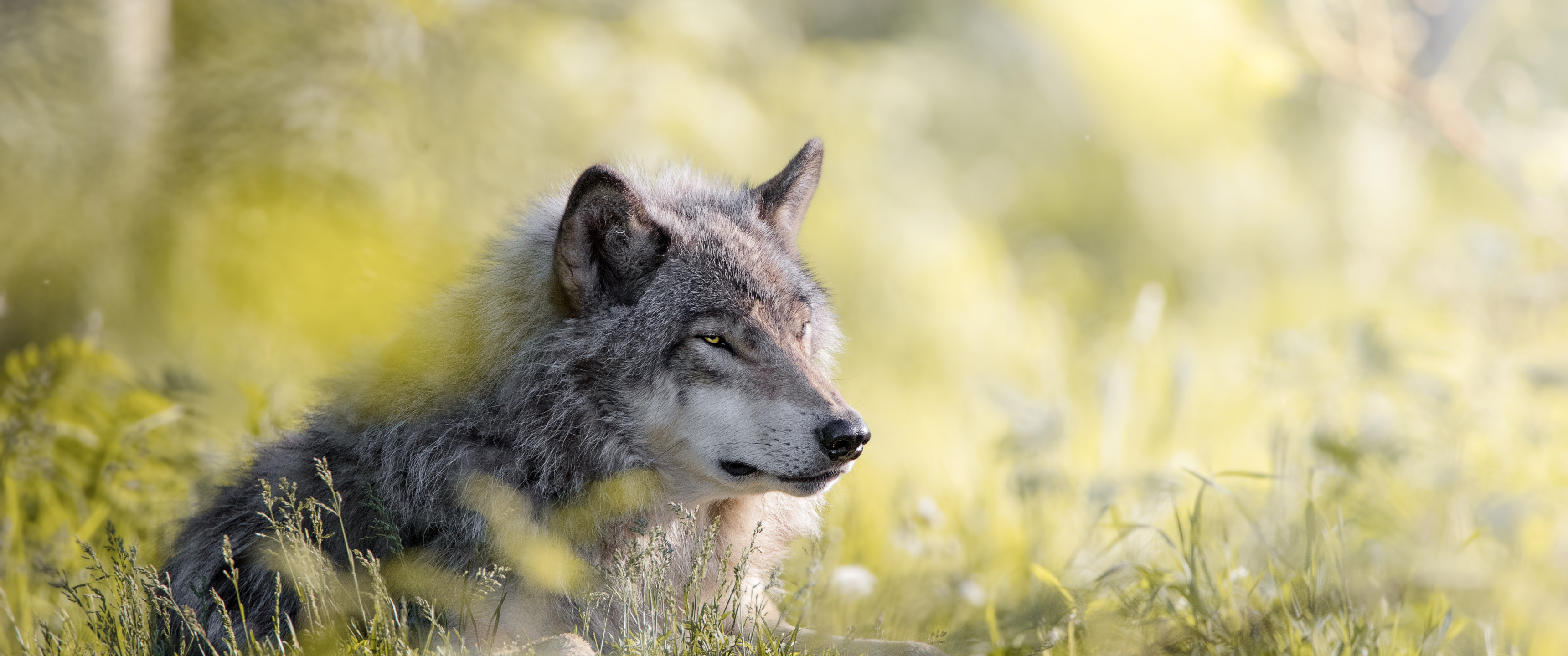 Download wallpaper nature, background, wolf, section animals in ...