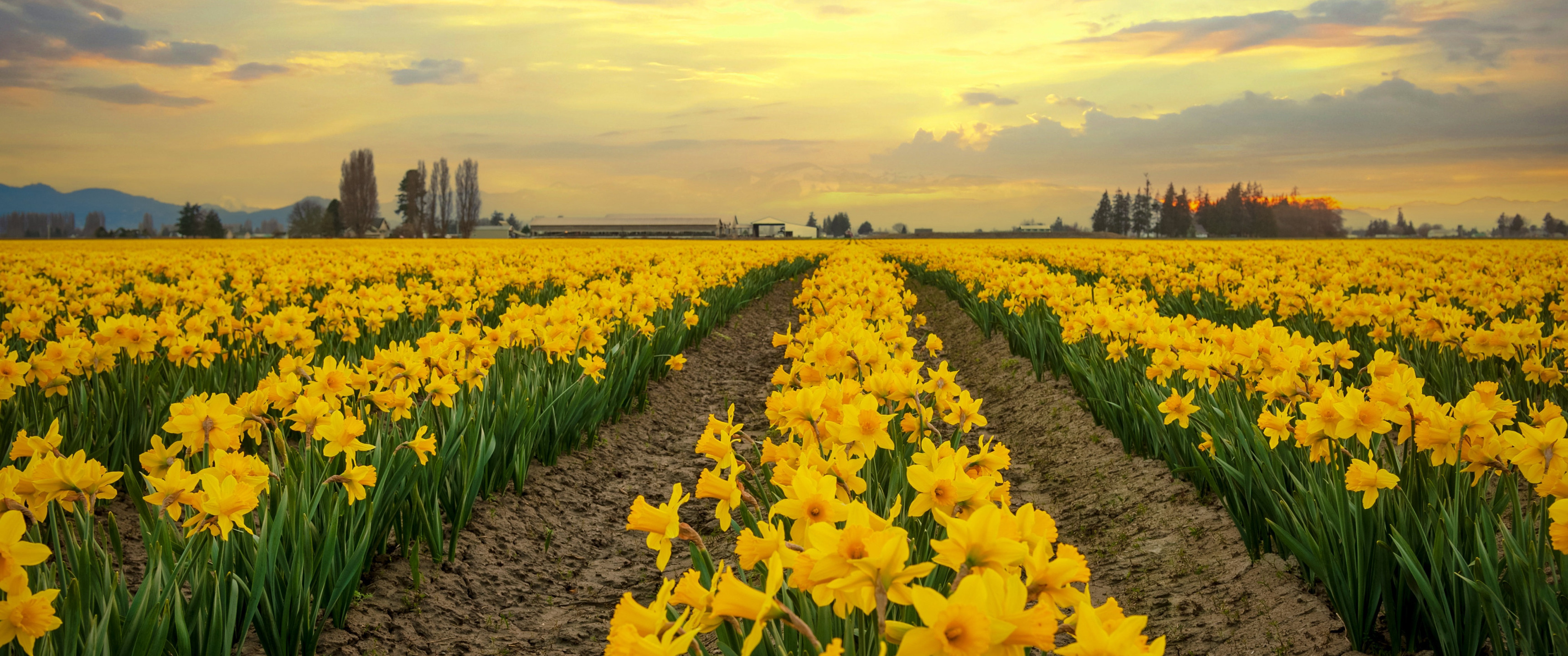 Download wallpaper flowers, spring, yellow, daffodils, plantation ...