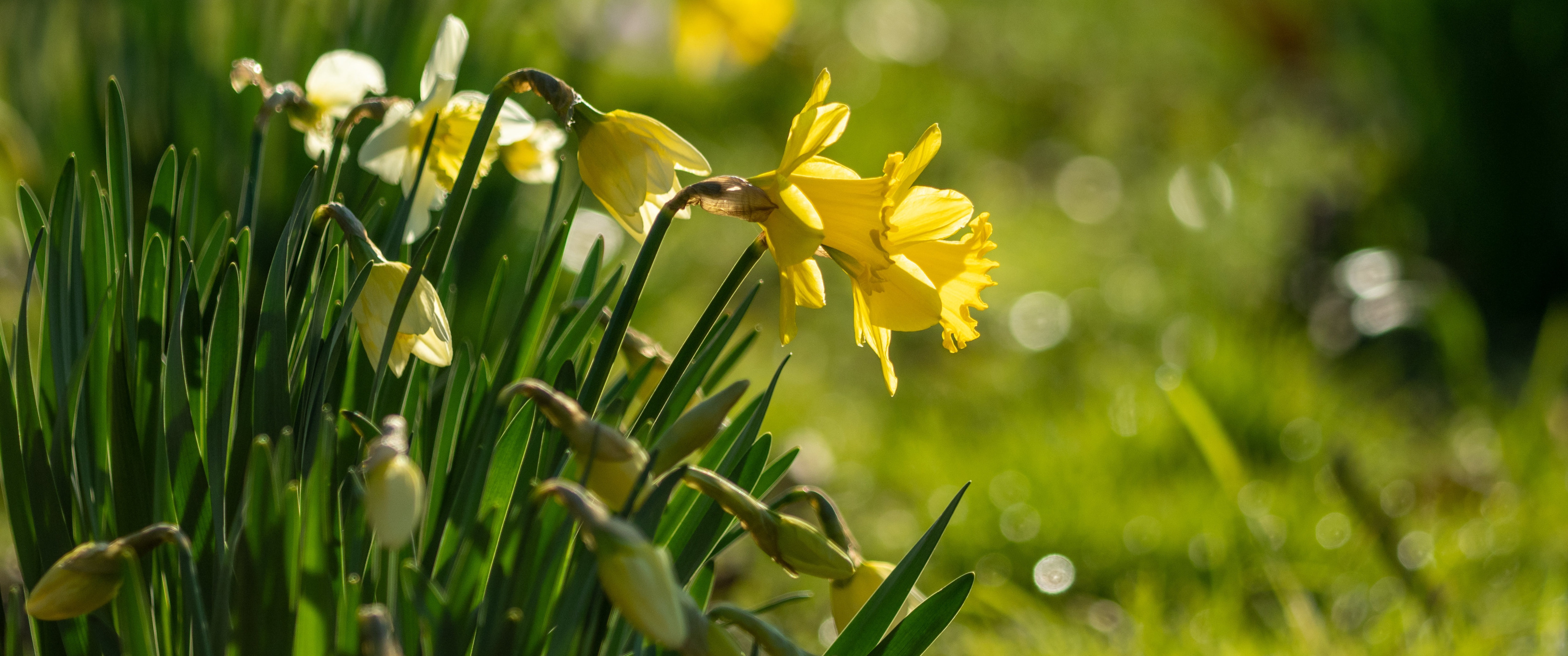 Download wallpaper flowers, spring, daffodils, section flowers in ...