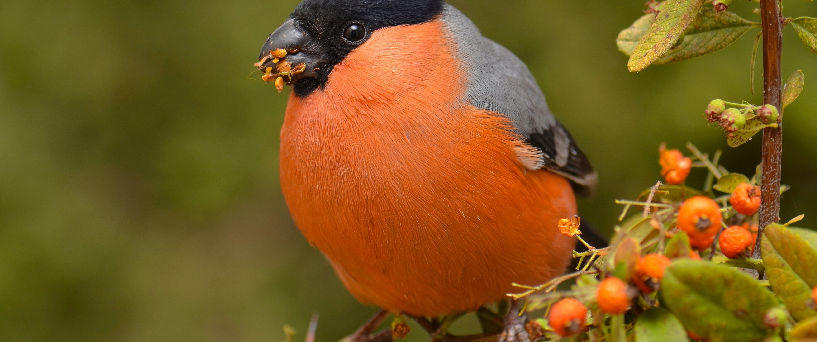 Download wallpaper branches, berries, bird, bullfinch, English, section ...