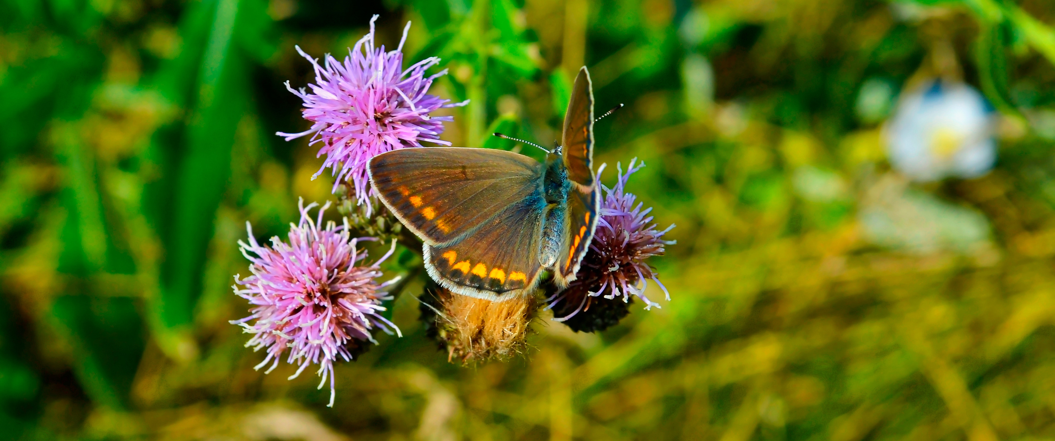 Download Wallpaper Grass, Flowers, Green, Wallpaper, Butterfly, Picture 