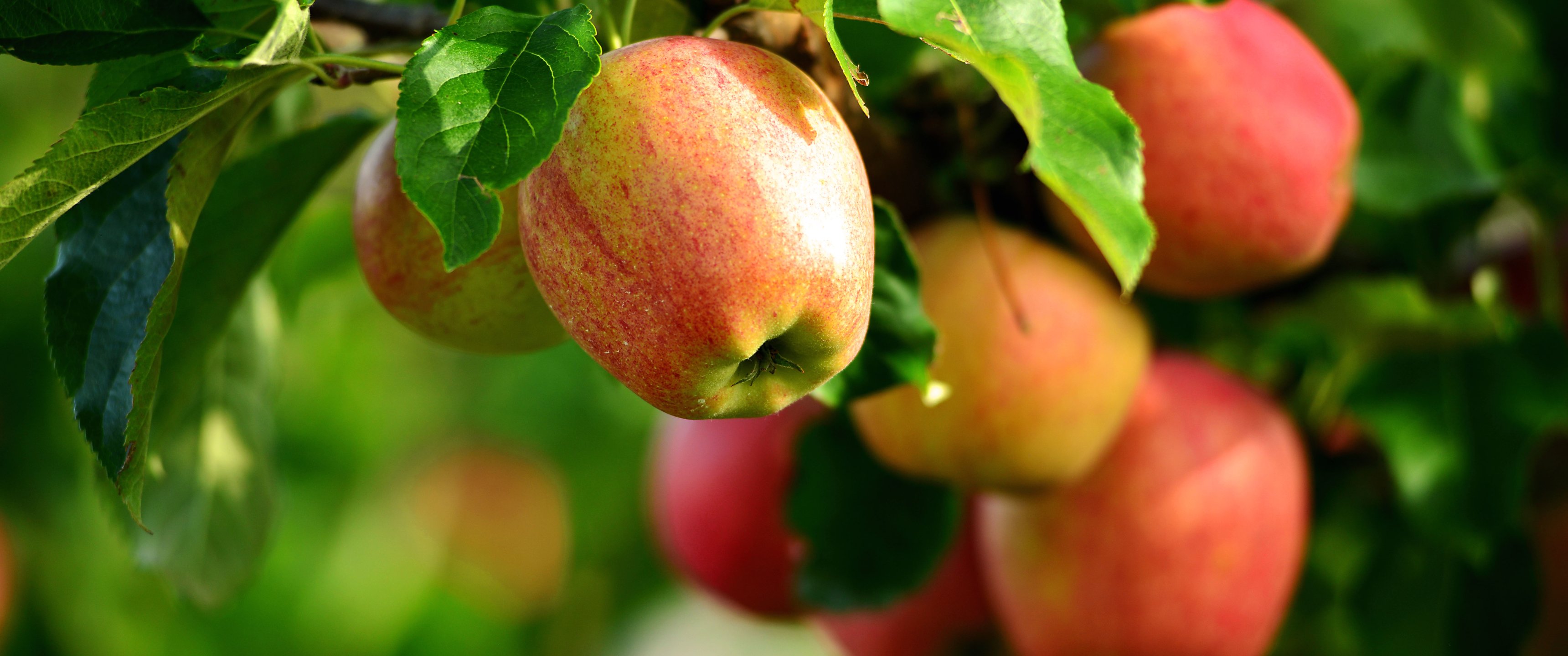 Download wallpaper summer, apples, Apple, section nature in resolution ...