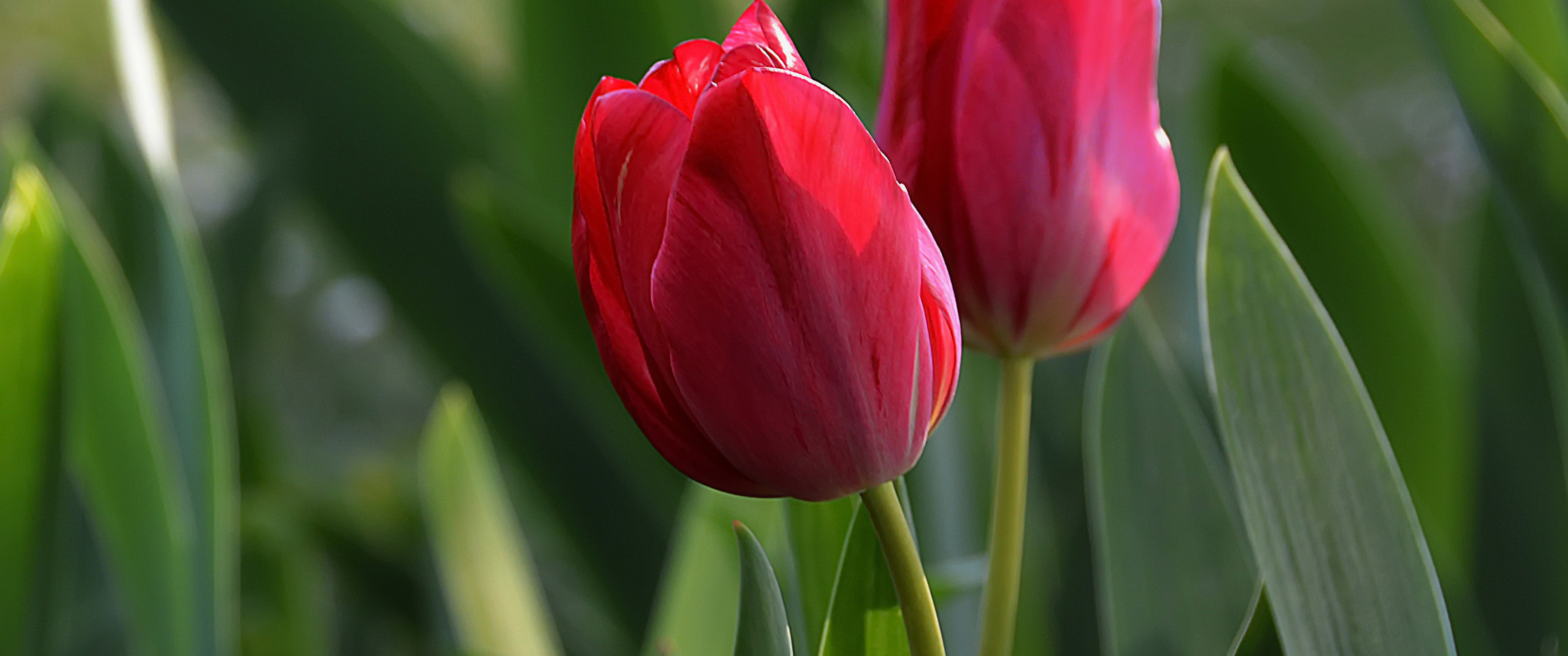 Download wallpaper Spring, Spring, Red tulips, Red tulips, section ...