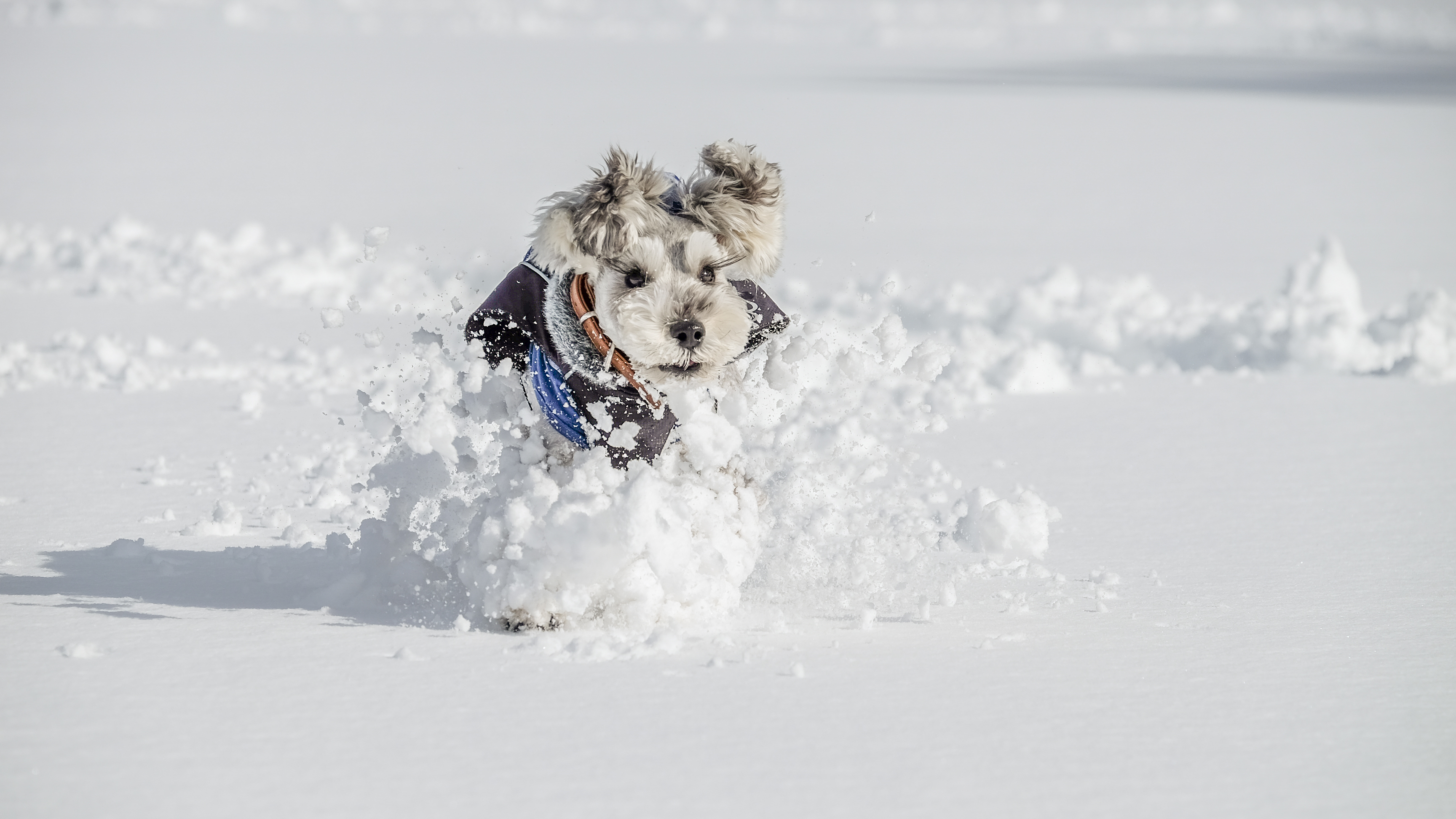 Собака сугроб. Собака в сугробе. Собачка в снегу. Собака бежит по снегу.