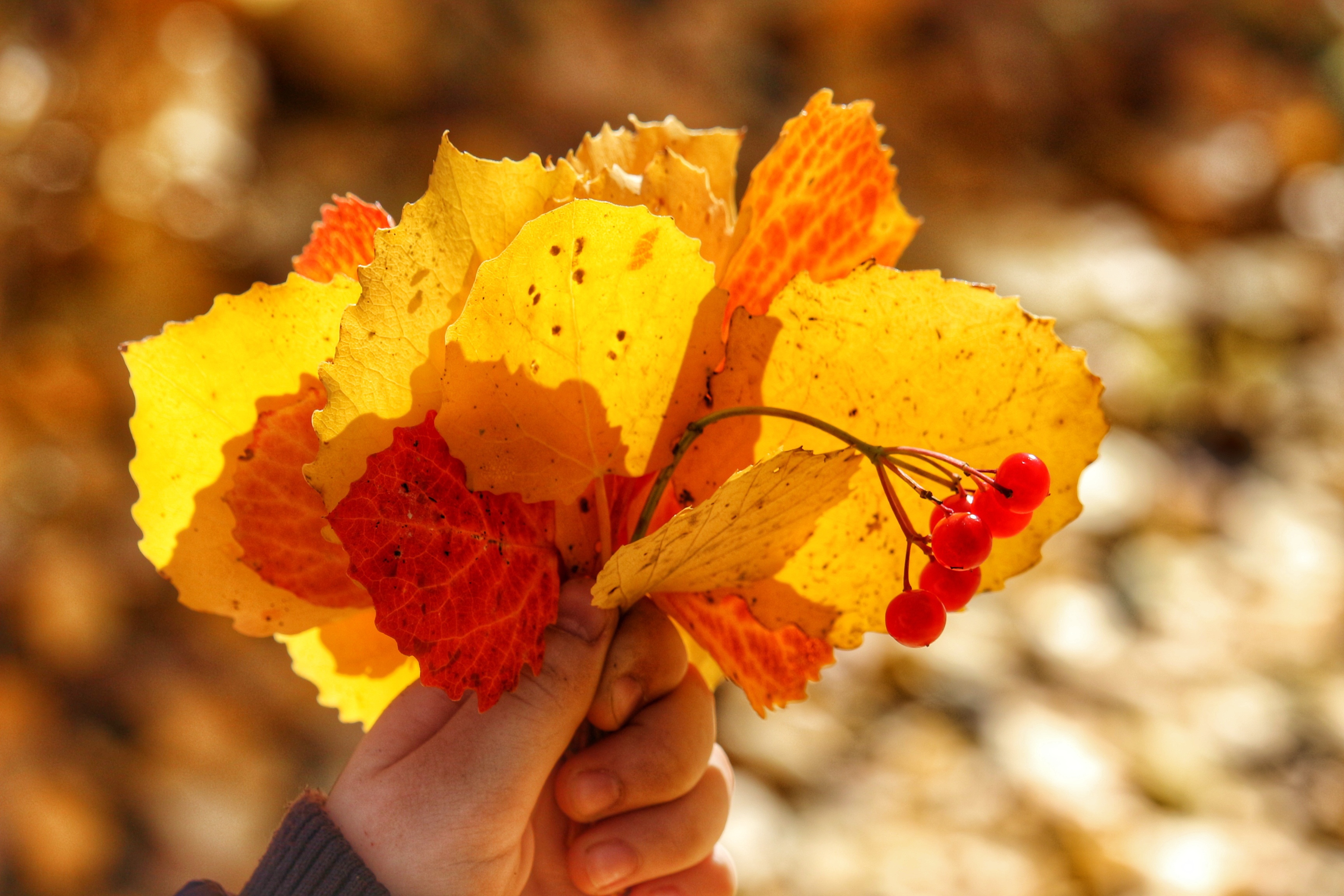 Осенний замечать. Букет осенних листьев. Букет из осенних листьев. Осеннее настроение. Желтая осень.