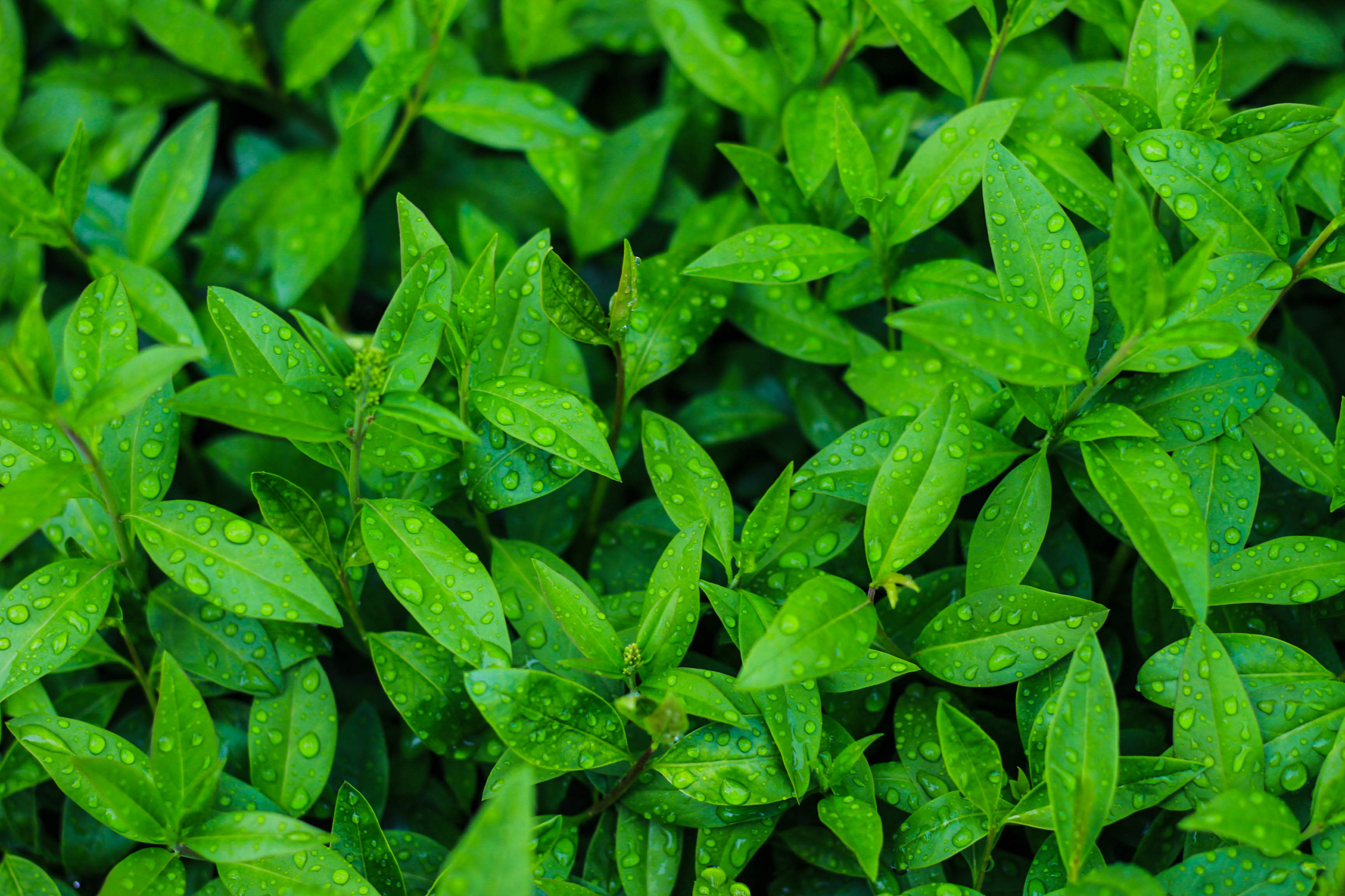 Чайная листва. Чайный лист. Зеленый чай листья. Листочки чая. Листья чайного дерева.