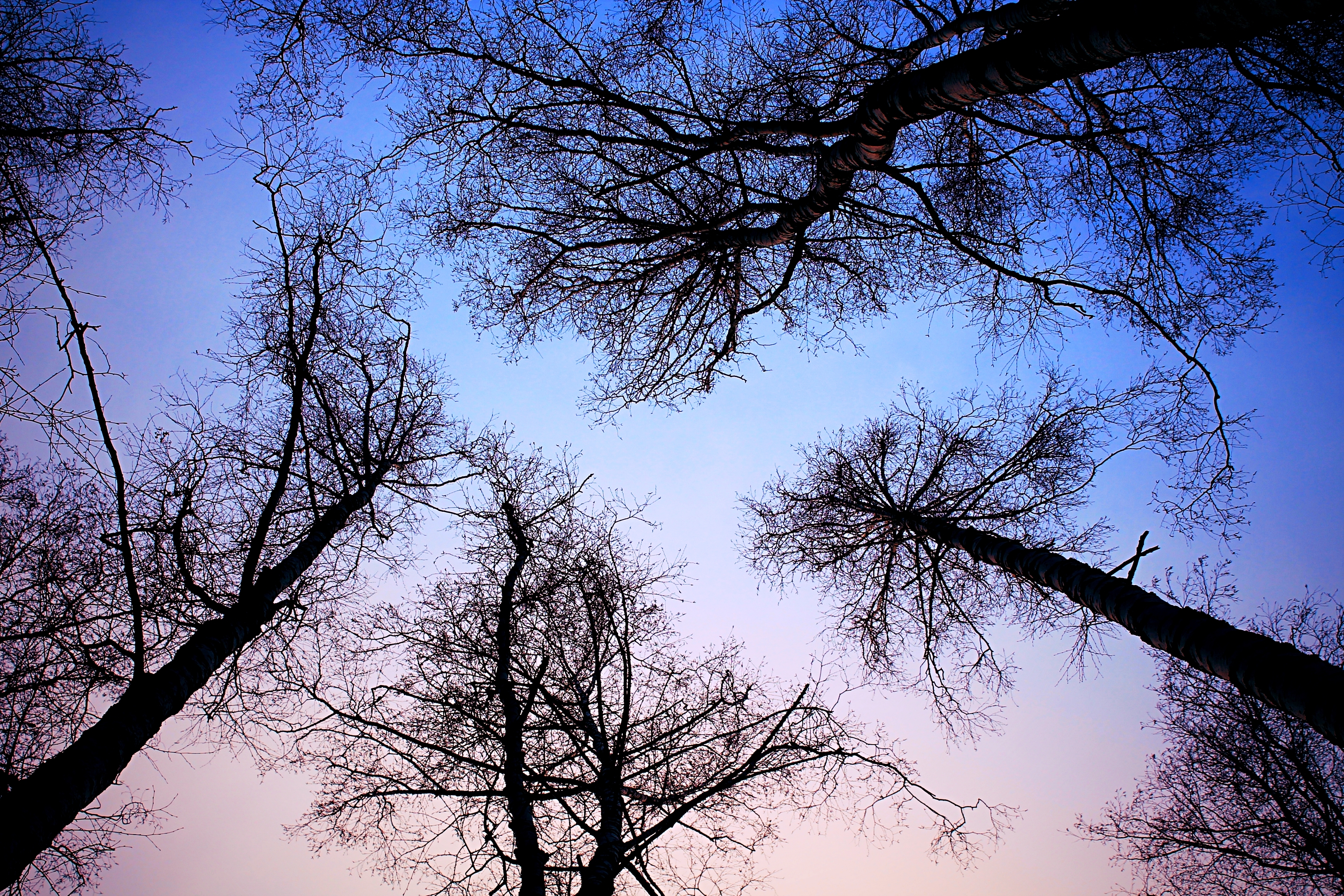 Дерево молчания. Деревья снизу вверх картины. Кроны деревьев. Небо и деревья. Густые ветви деревьев.