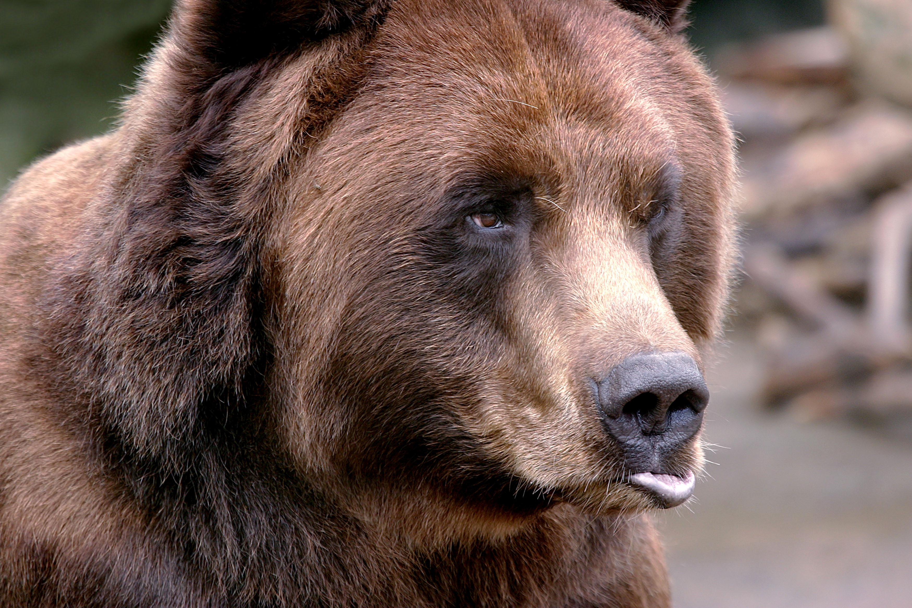 Какой нос у медведя. Медведь Гризли. Нос медведя. Глаза медведя. Морда медведя.