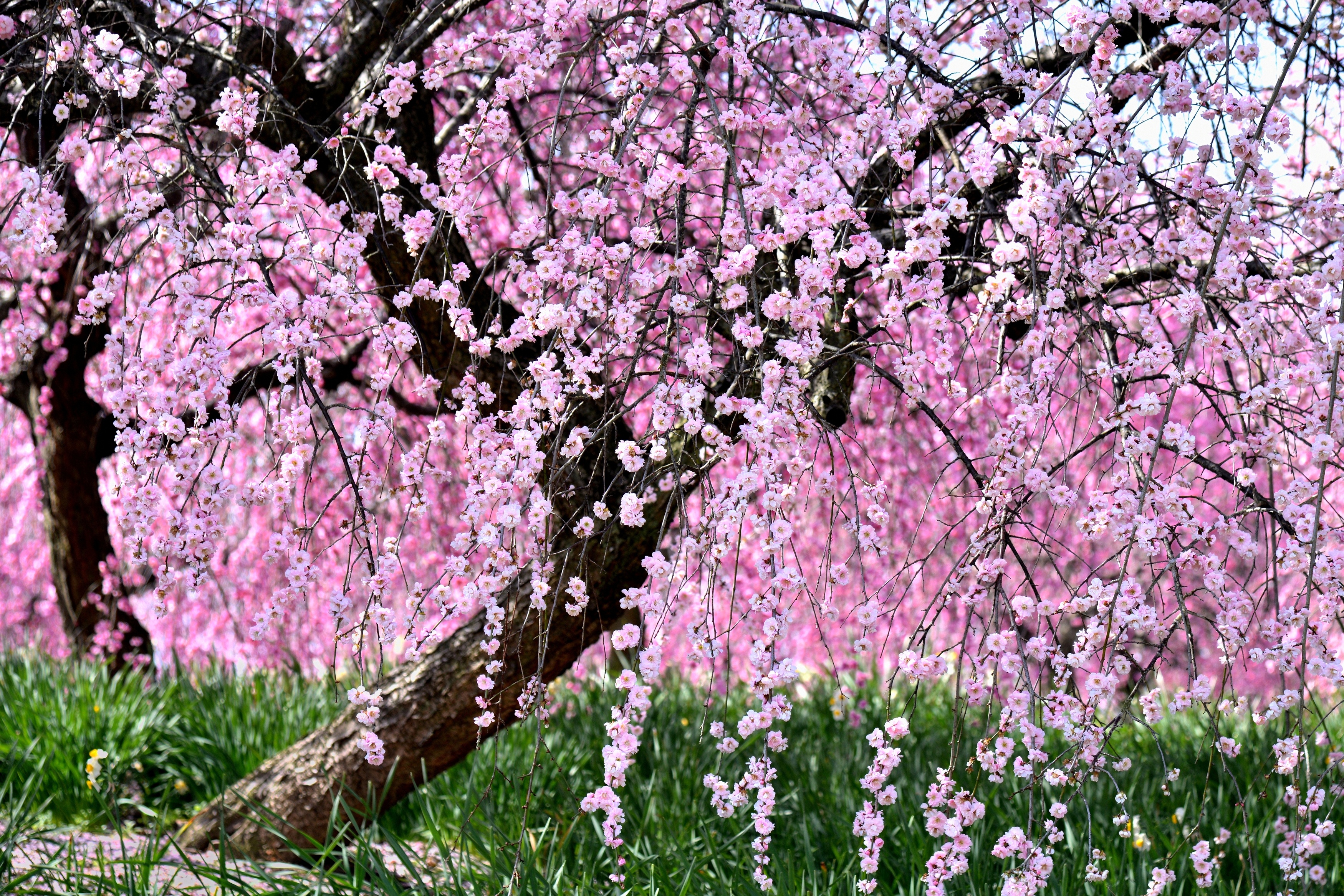 Beautiful sakura