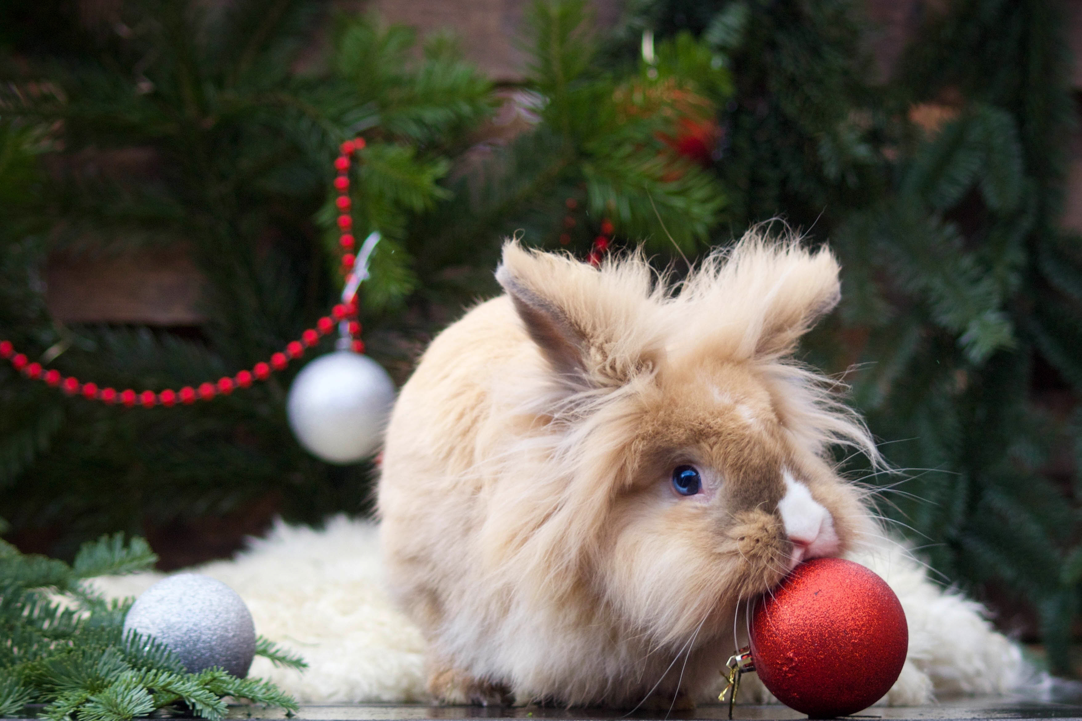 Новым годом год кролика. Новогодний кролик. Новогодние животные. Новогодний зайчик. Кролик новый год.