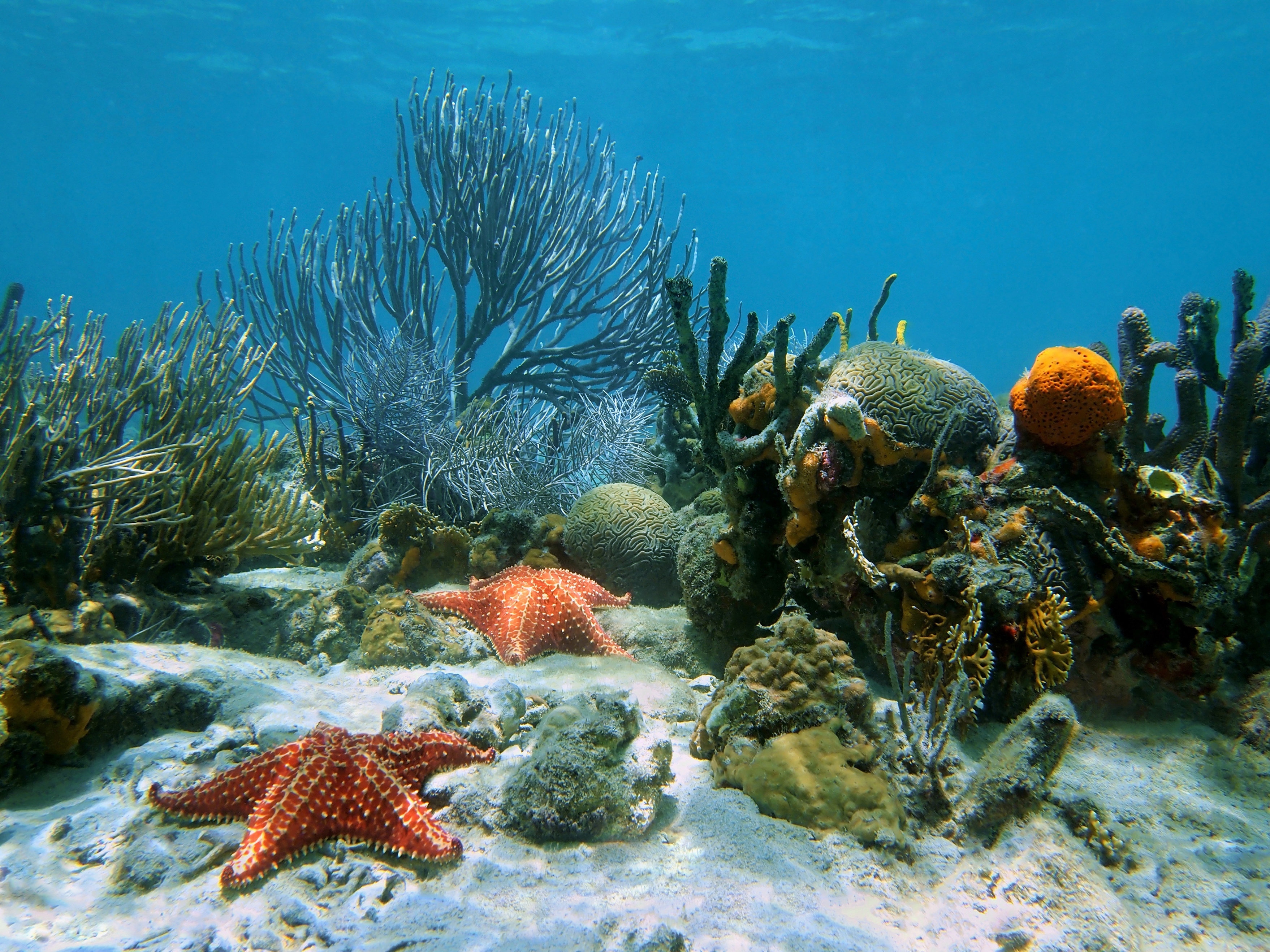 Картинка на дне моря. Подводный риф Эль Кусейр. Рифы Карибского моря. Морское дно. Морское дно с кораллами.