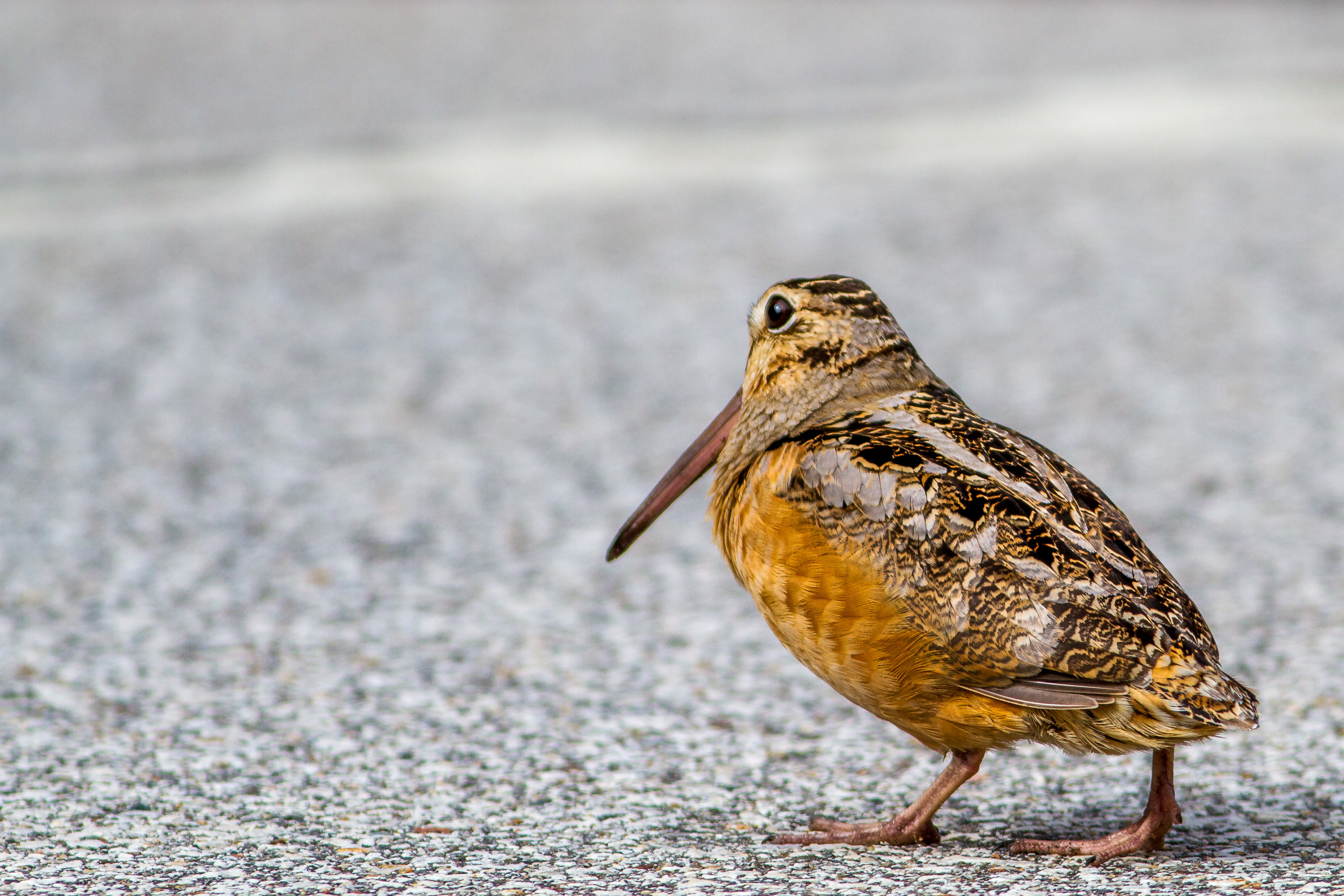 Woodcock. Птица Кулик вальдшнеп. Лесной Кулик вальдшнеп. Кулик птицаи вальштеп. Вальдшнеп птица фото.