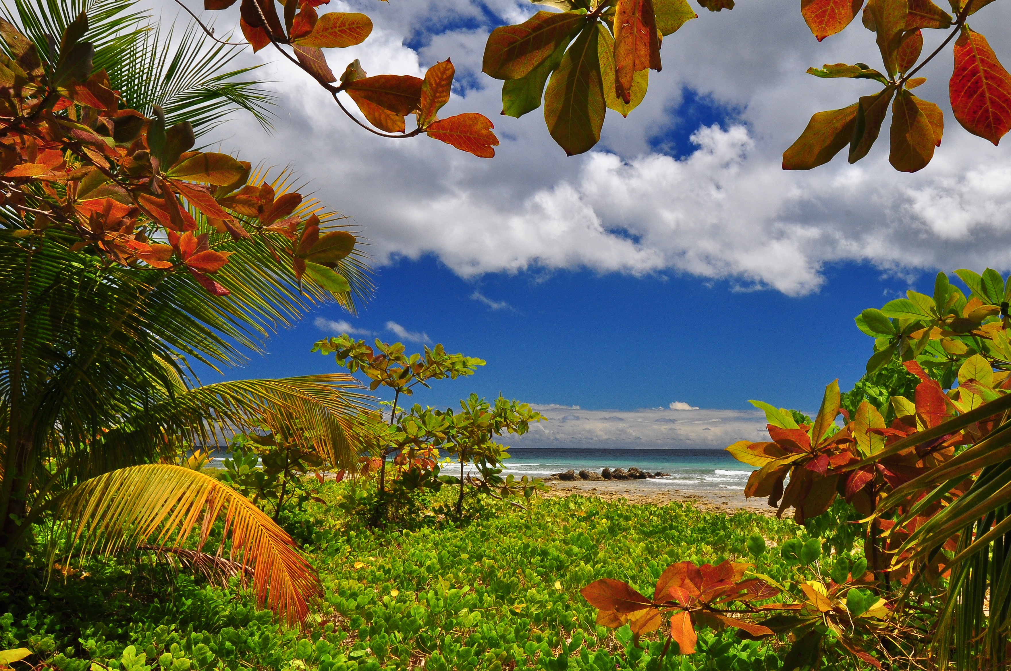 Экзотическая природа. Пейзаж с пальмами. Экзотические пейзажи. Тропический пляж. Пейзаж тропики.