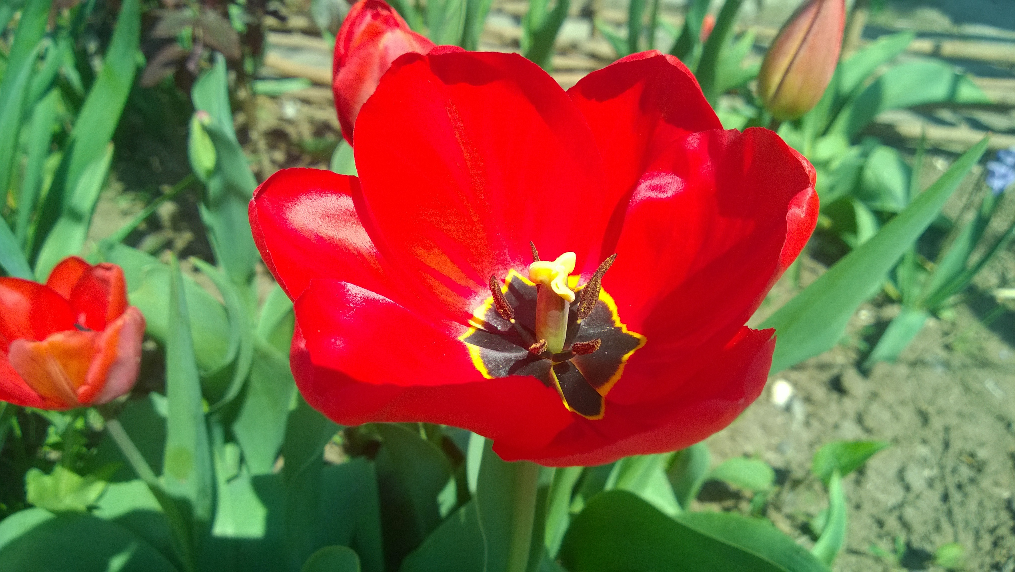 красный тюльпан казань фото