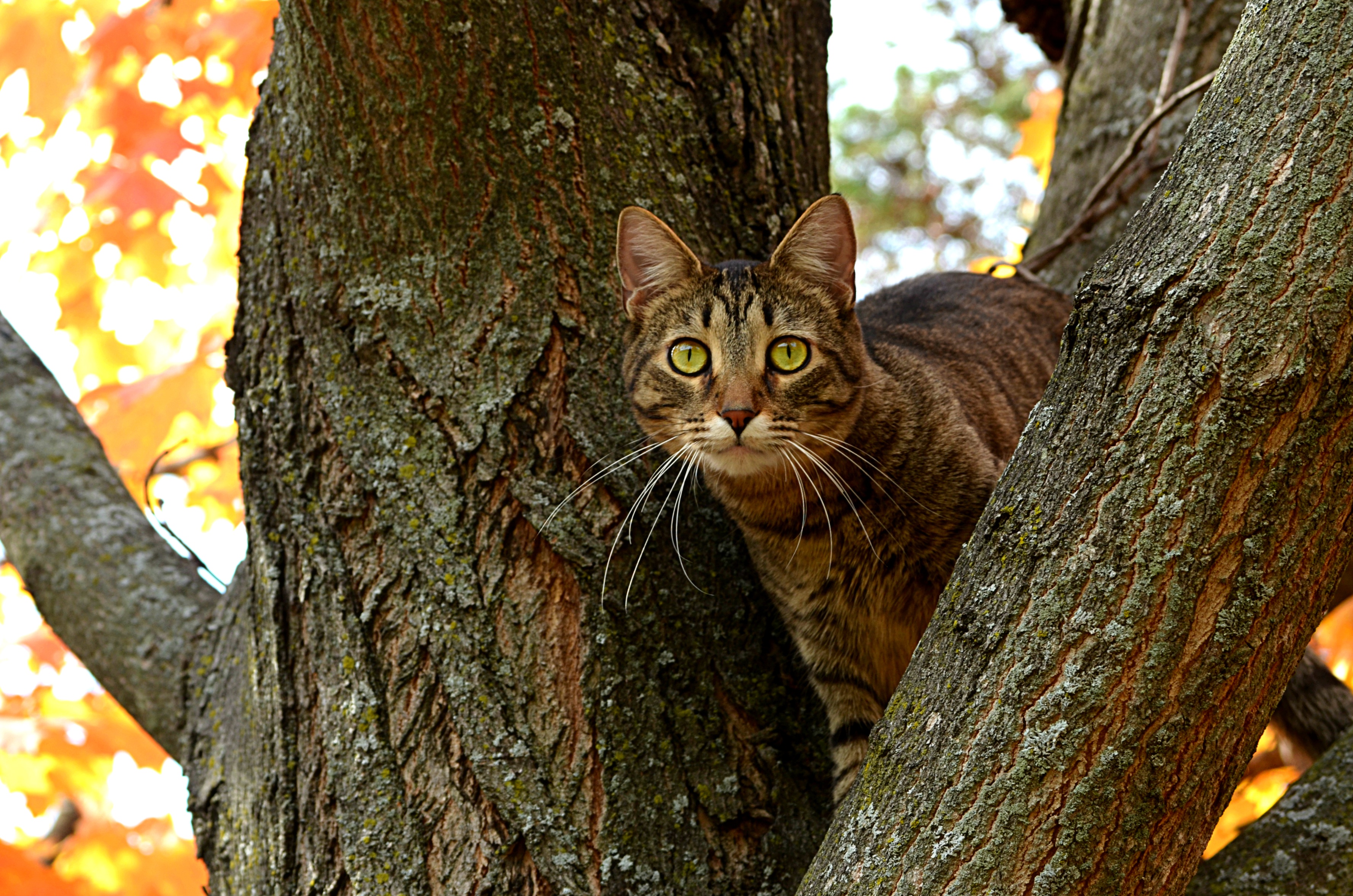 Древесная кошка. Кот на дереве. Коты на деревьях. Древесный кот. Кот на осеннем дереве.