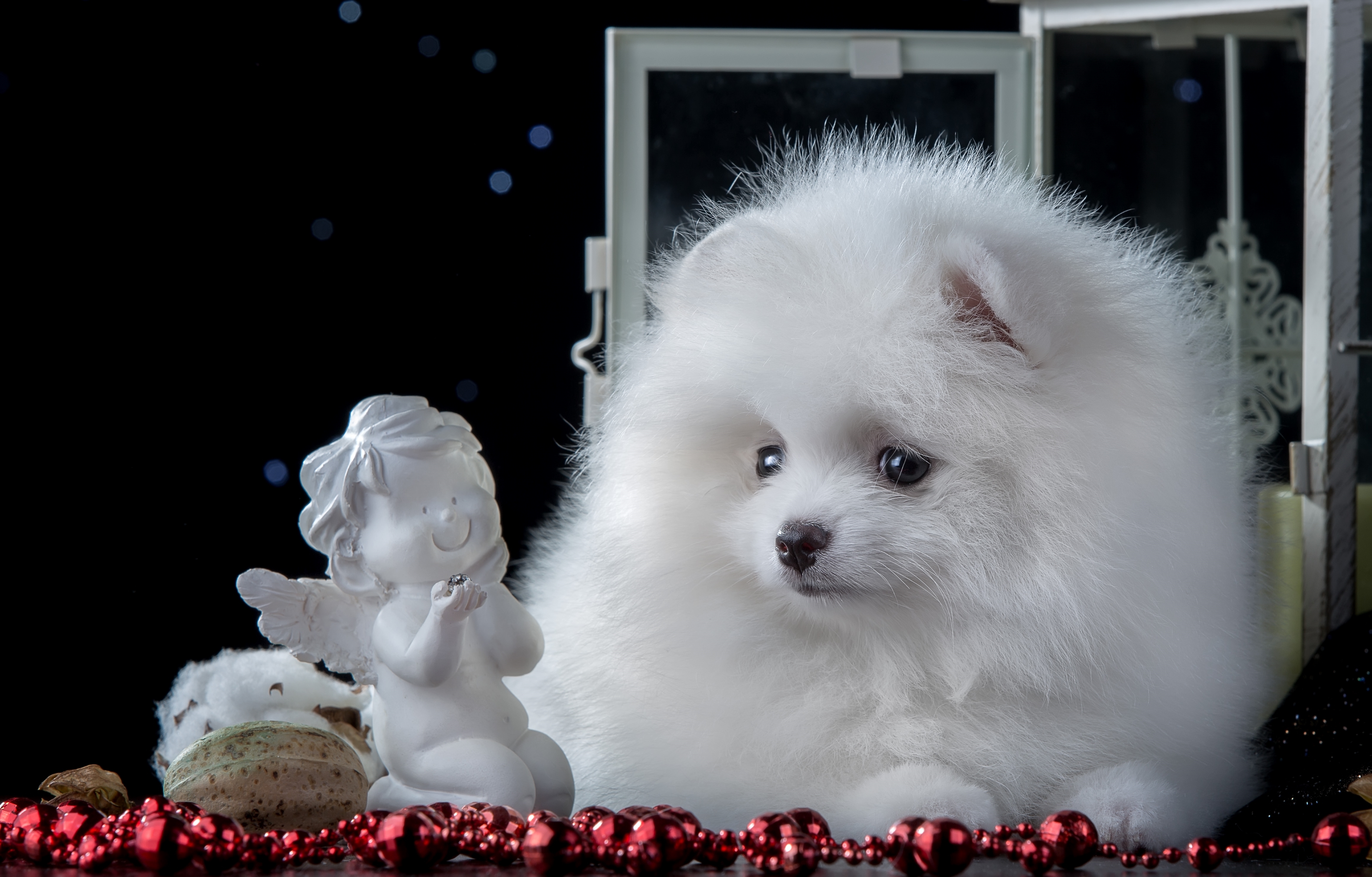 White store angels pomeranian