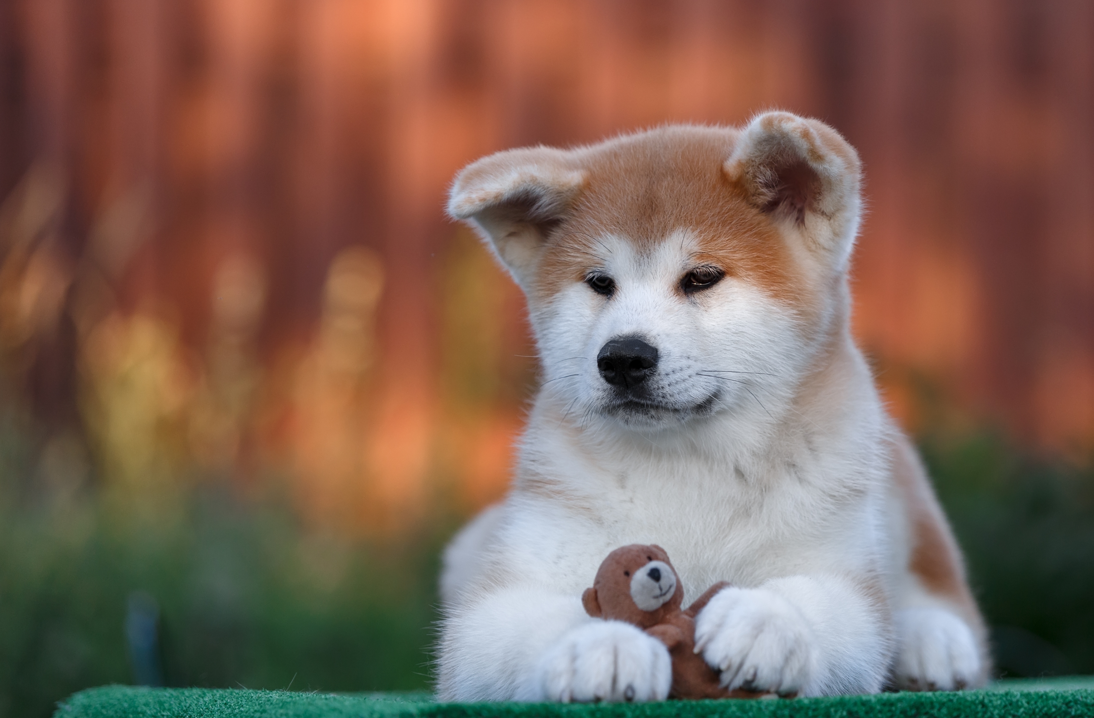 Wallpaper toy, puppy, breed, Akita for mobile and desktop, section собаки, resolution 3600x2361 - download