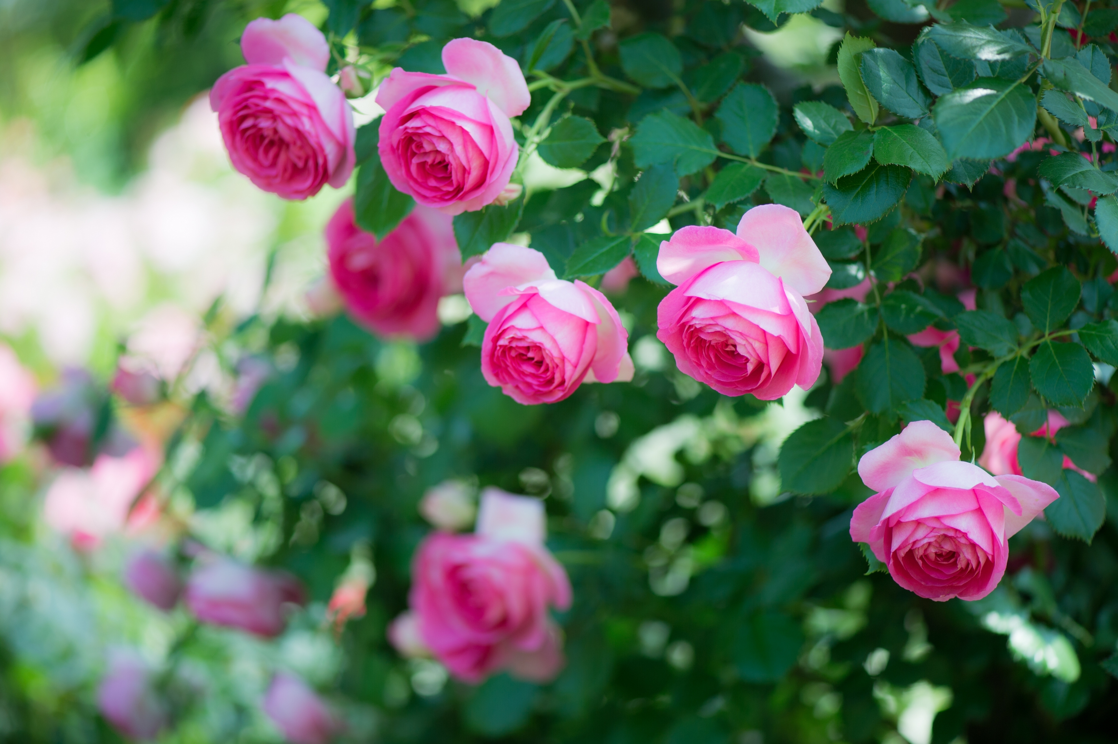 Красивый куст роз. Розовый куст. Розовые розы.
