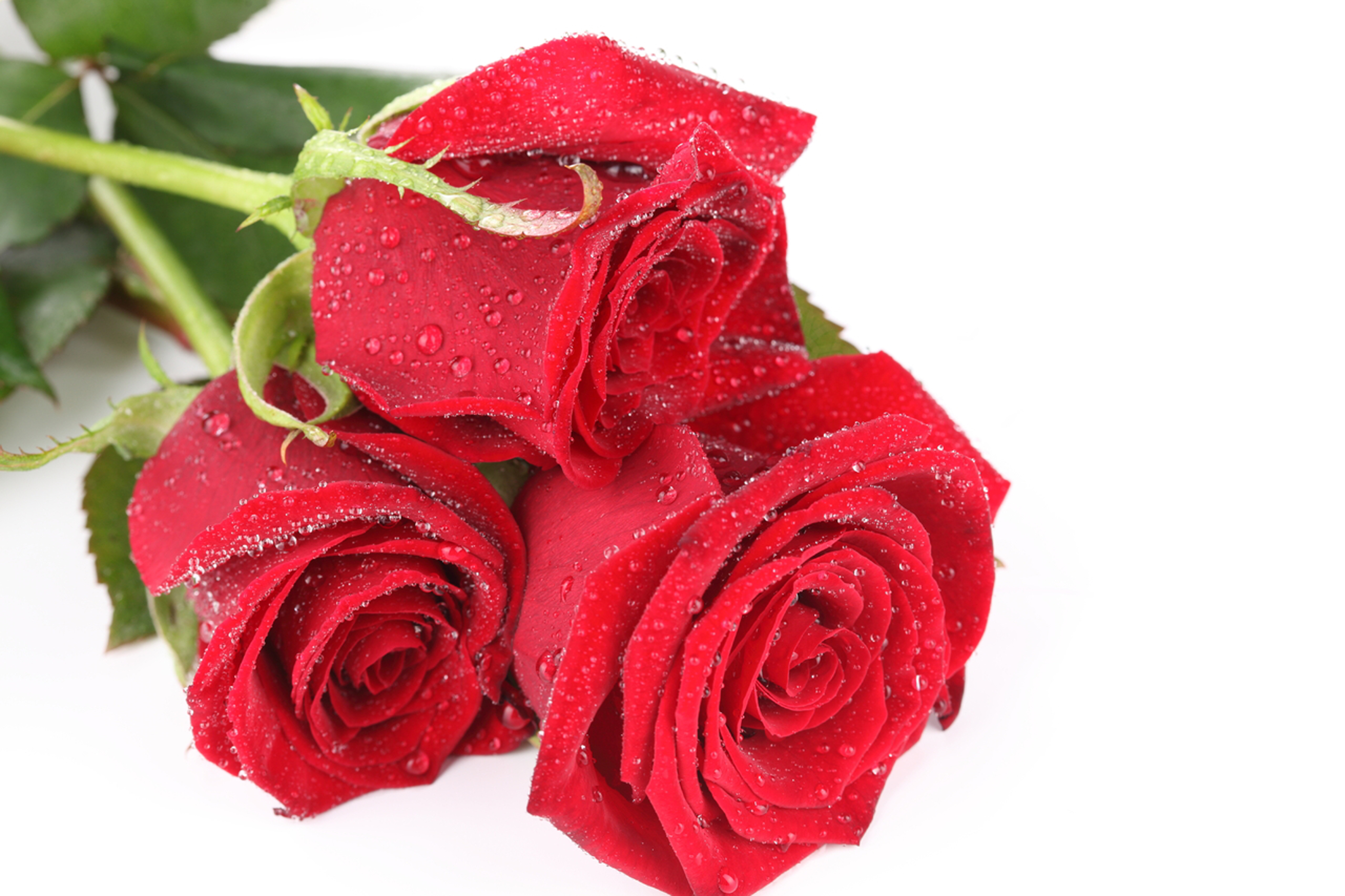 Красный гудеть. Атиргул Шер. Красивые розы. Красивые красные розы.