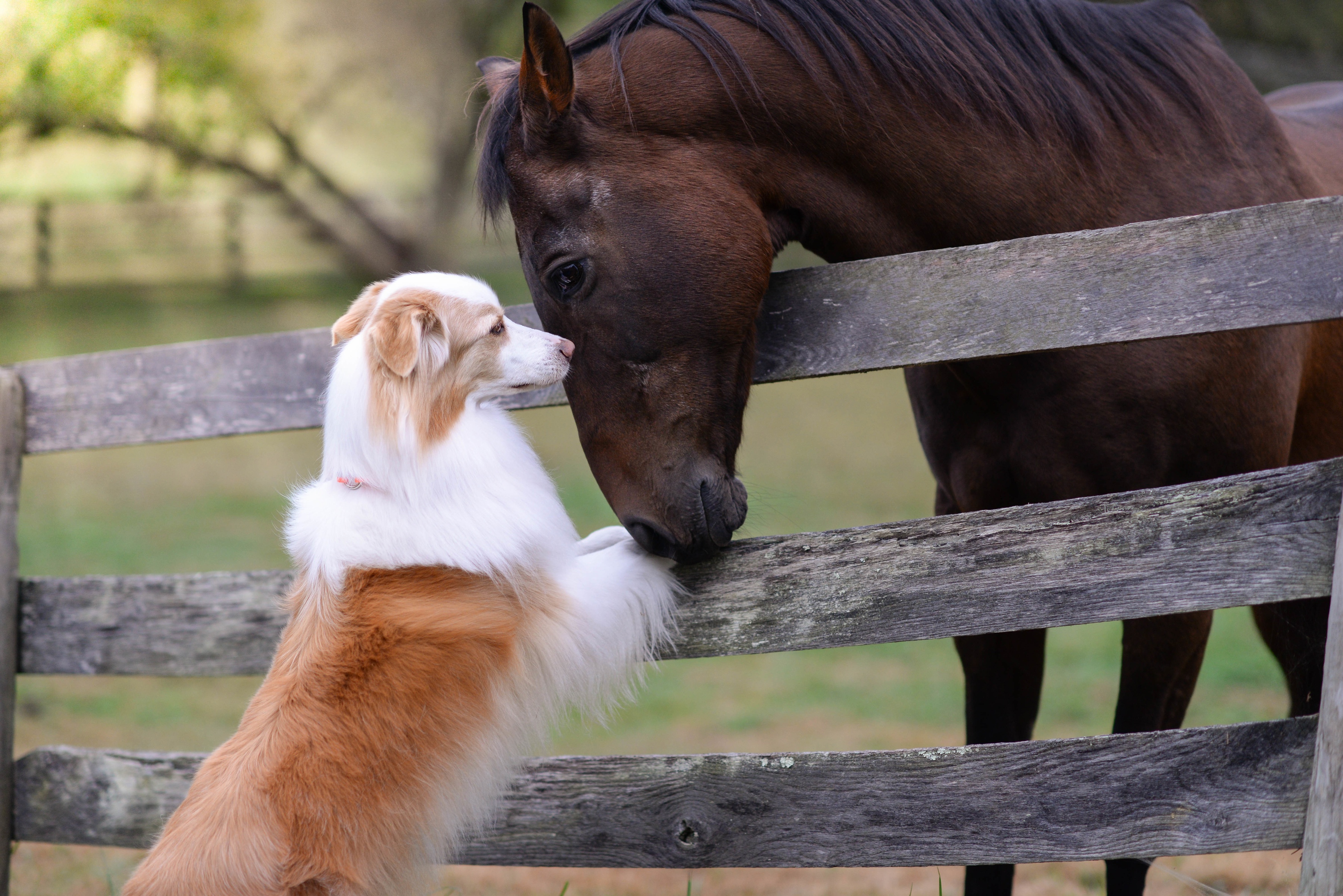 Кошка лошадка. Лошадь и собака. Лошадь и собака Дружба. Добрая лошадка. Лошадки фото.